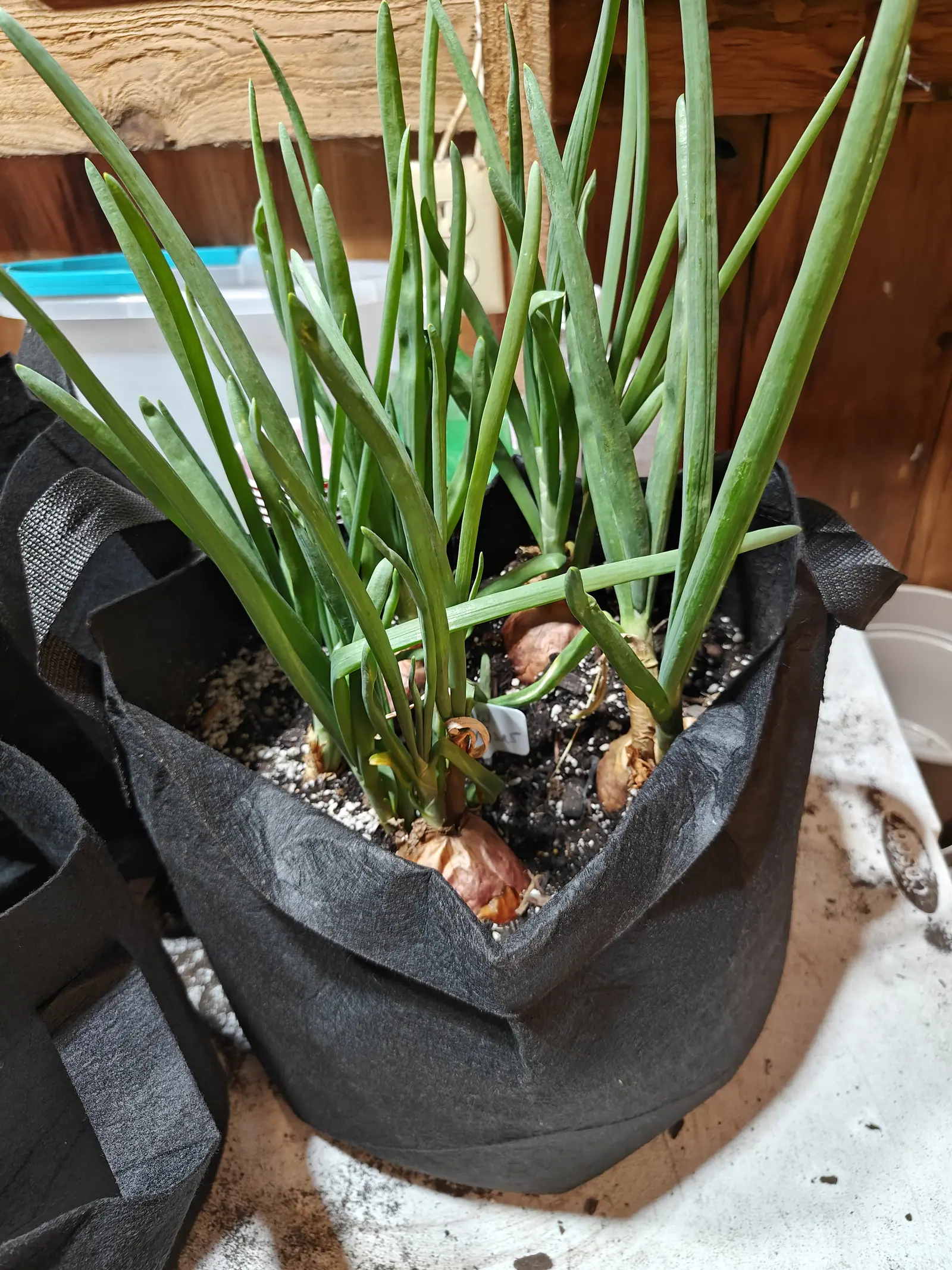 Onions in a black fabric grow bag, their flat blue-green leaves fanning upward and pale brown bulbs swelling at the compost surface, on a white bench against a timber wall.