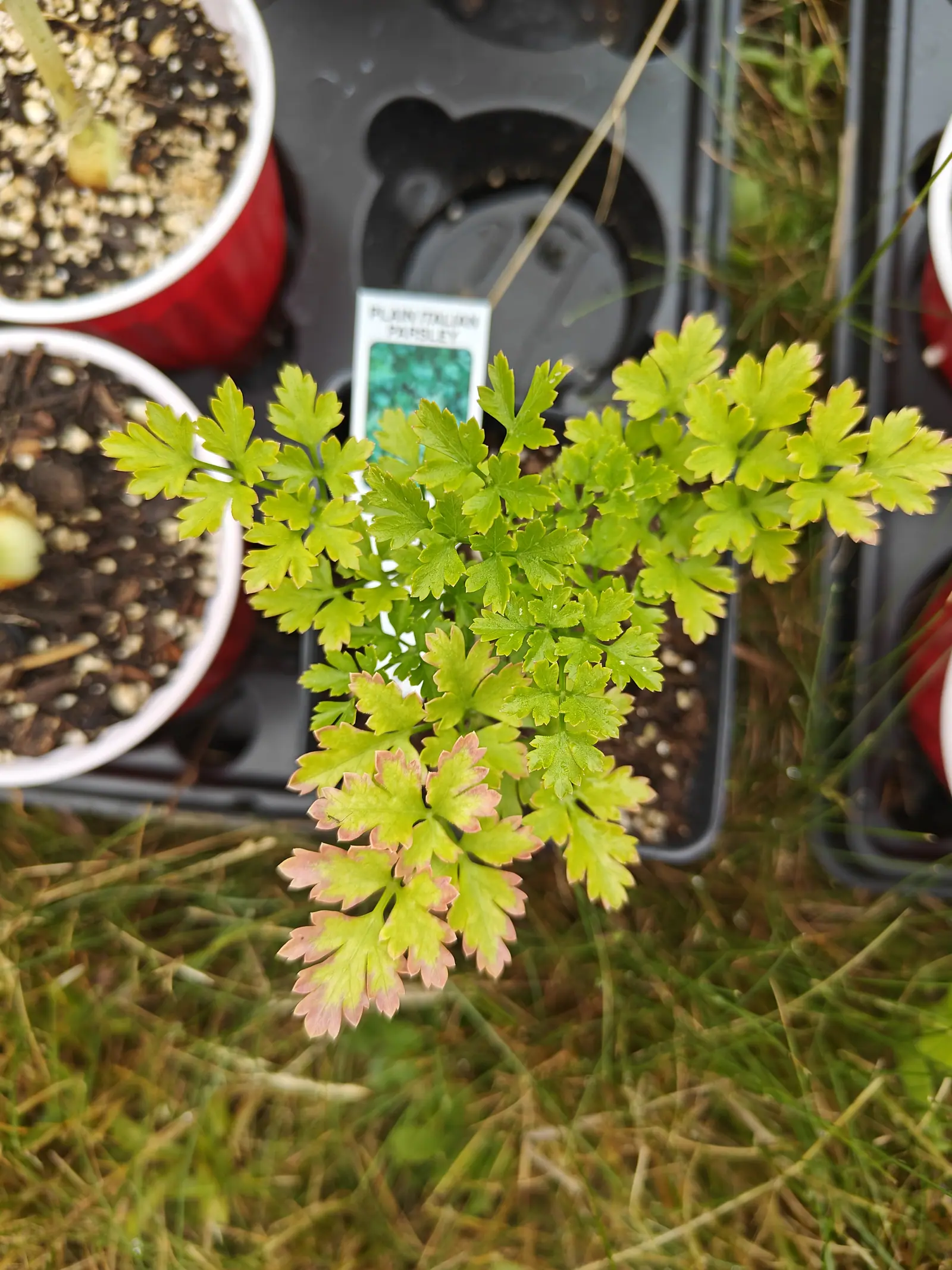 A parsley plant with finely cut bright green leaves flushed pink at the lower tips, sitting in a black plastic tray with a printed nursery label, white pots of soil beside it on grass.