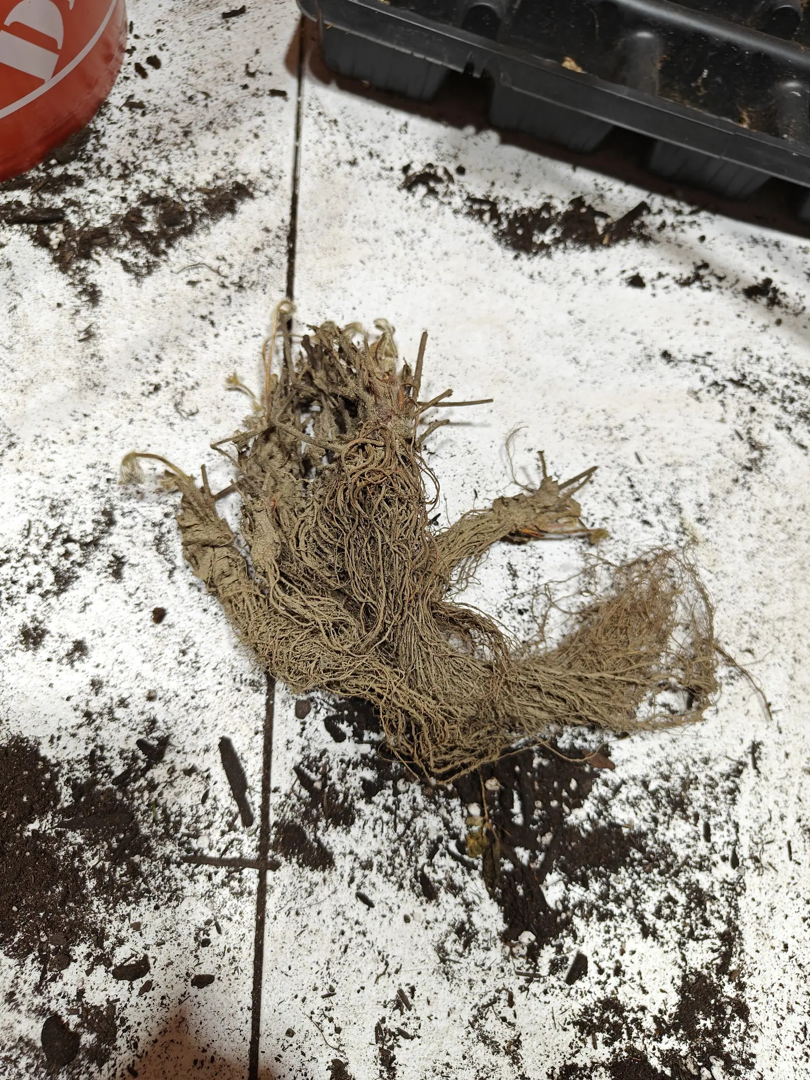 A tangled clump of pale dried bare roots and cut crowns lying on a soil-spattered white bench, a black seed tray above it and the rim of an orange bucket at the corner.