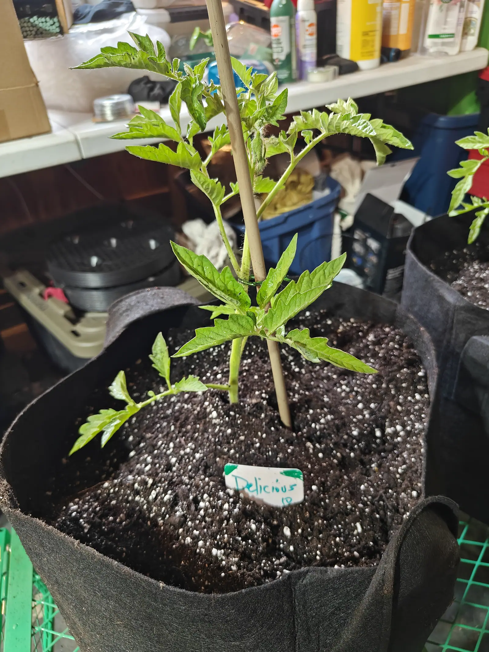 A young tomato staked to a bamboo cane in a black fabric grow bag, a handwritten label in the perlite-flecked compost, shelves of bottles and boxes behind.