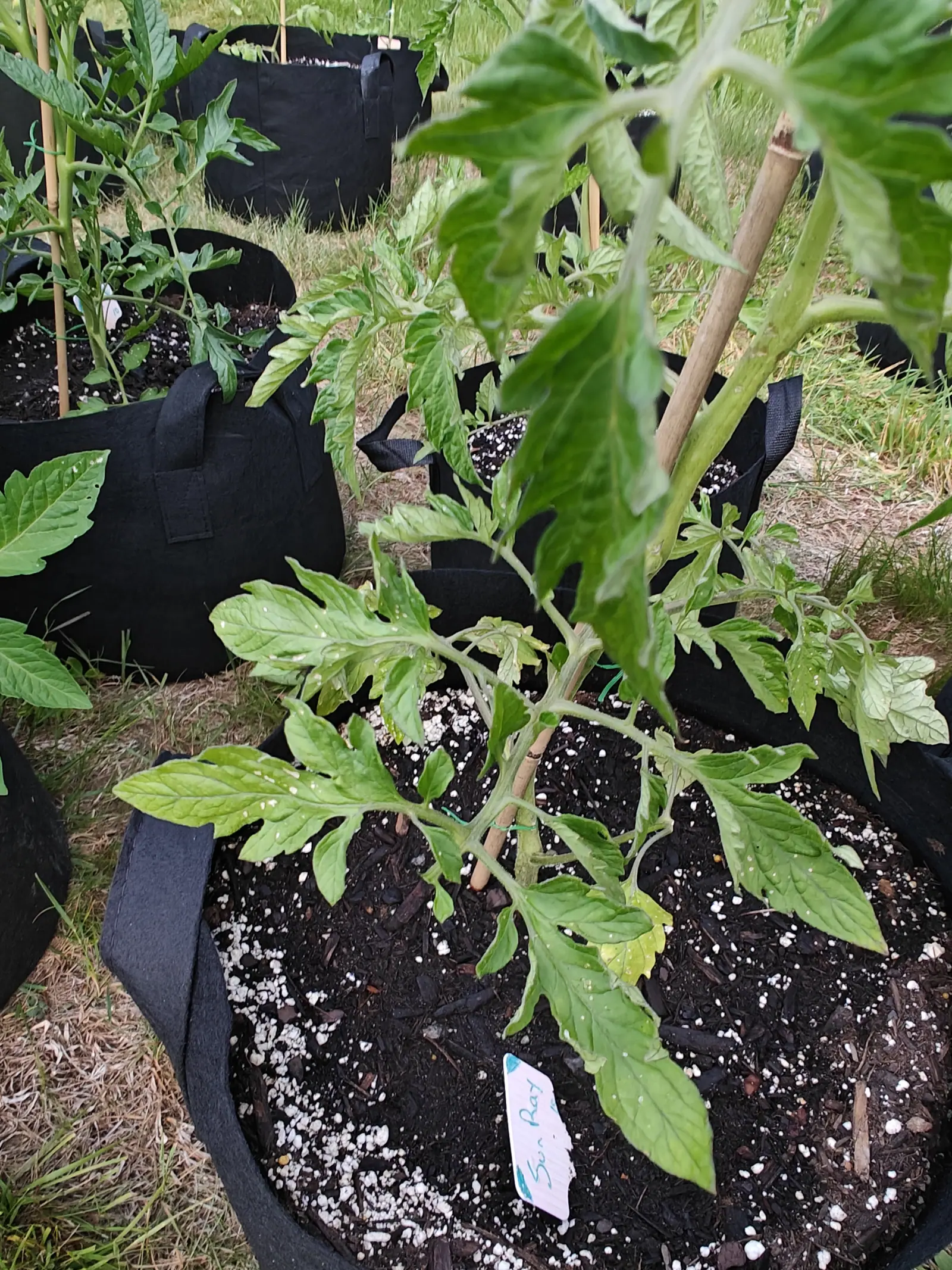 A tomato plant tied to a bamboo cane in a black fabric grow bag, a handwritten label in the dark compost, rows of grow bags and dry grass behind.