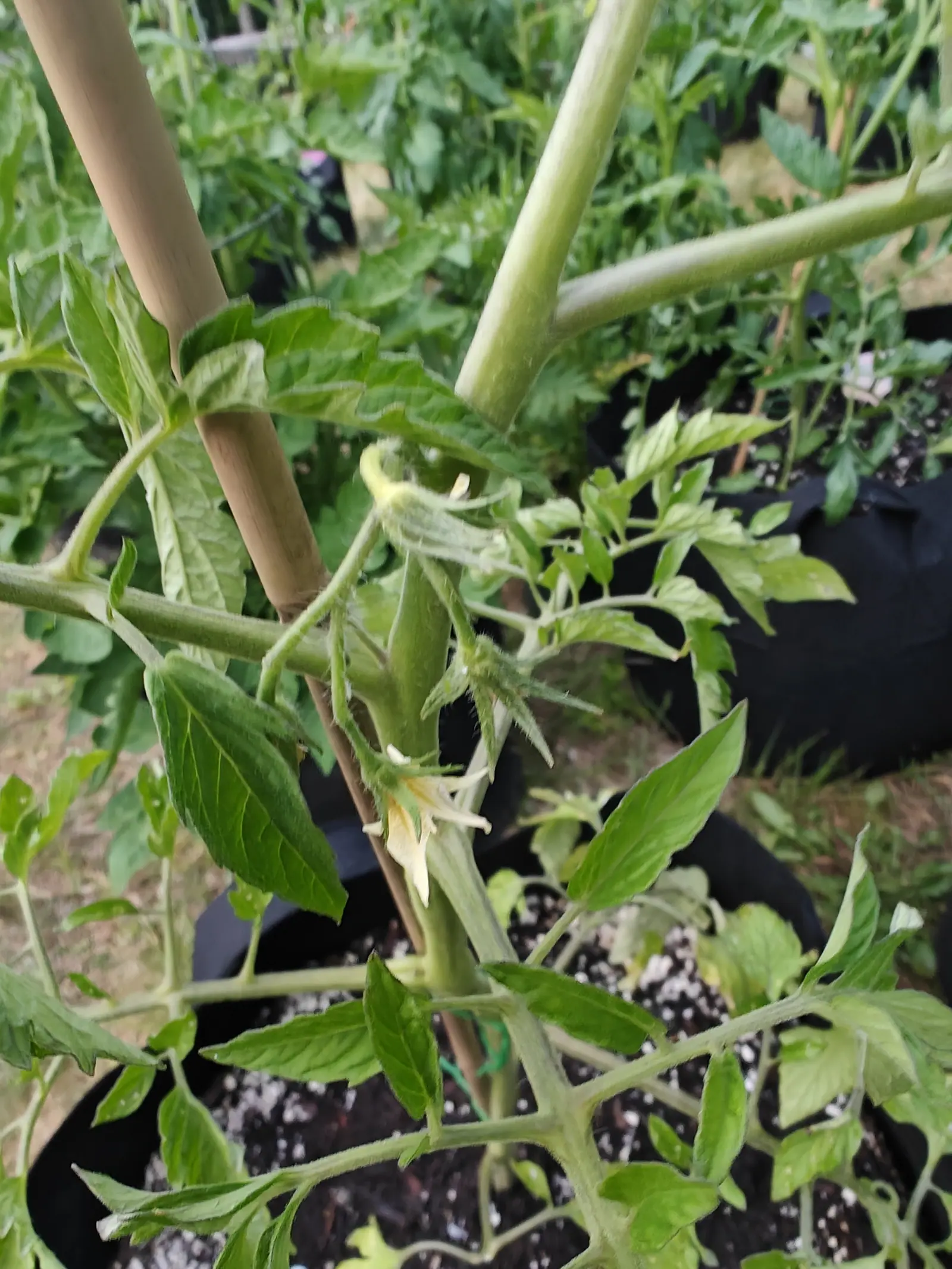 The upper stems of a tomato plant leaning against a bamboo cane, a small cluster of pale yellow flowers opening at the fork, black fabric grow bags and dry ground blurred behind.