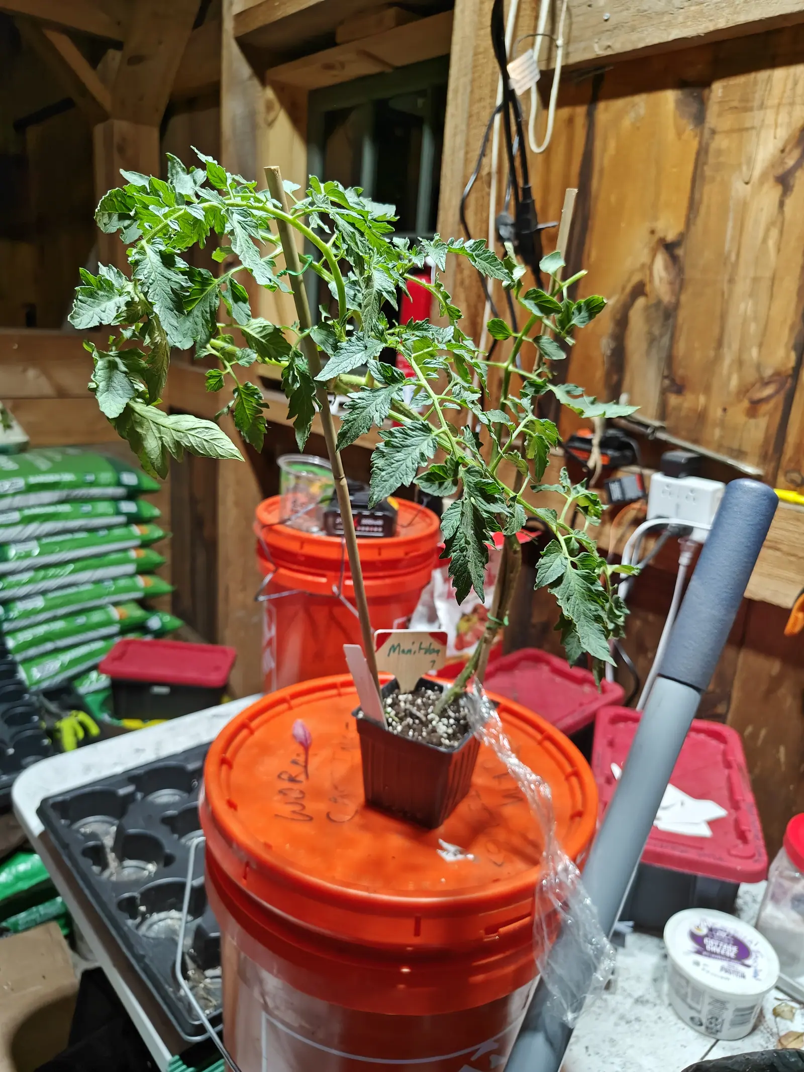 A tomato seedling in a small square plastic pot balanced on the lid of an orange bucket in a timber-framed shed, two canes propping its stems, bags of compost stacked at the left.