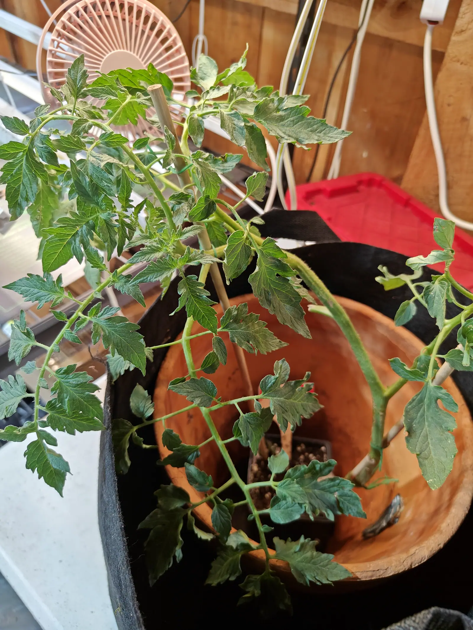 A leggy tomato plant sprawling out of a black fabric grow bag over the rim of a terracotta pot, a small white desk fan and coiled cords on the timber wall behind.