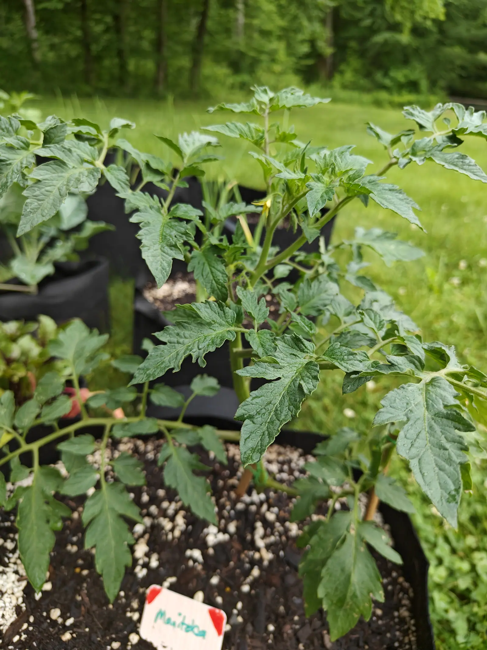 A tomato plant in a black fabric grow bag with dark serrated leaves and one yellow flower, a handwritten label at the front, mown grass and woodland beyond.