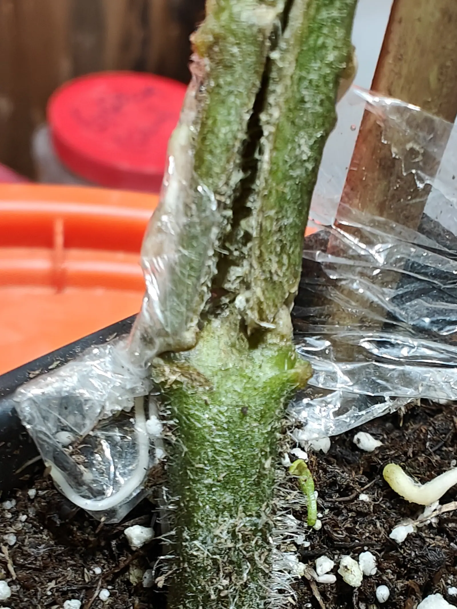 A tomato stem wrapped in clear plastic film over a long vertical split, pale hairs and root initials bristling from the green stem below, dark perlite-flecked compost at its base.