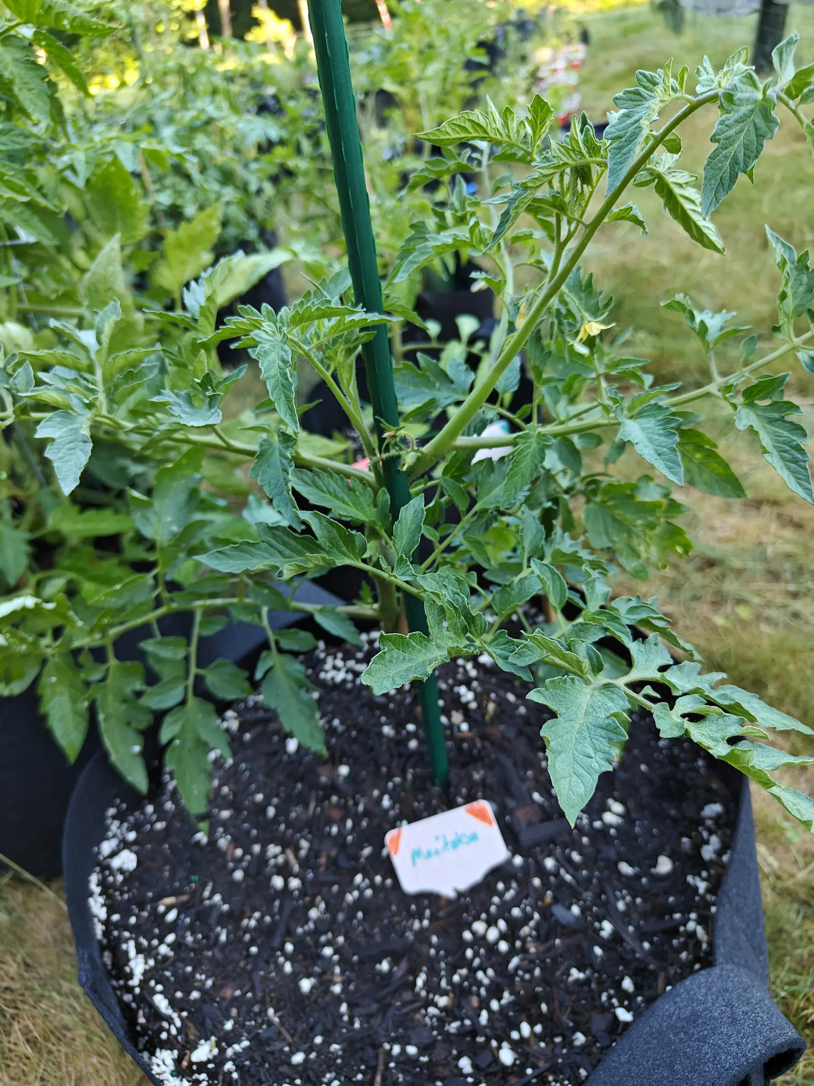 A tomato plant tied to a green metal stake in a black fabric grow bag, a handwritten label in the compost, more grow bags and rough grass behind.