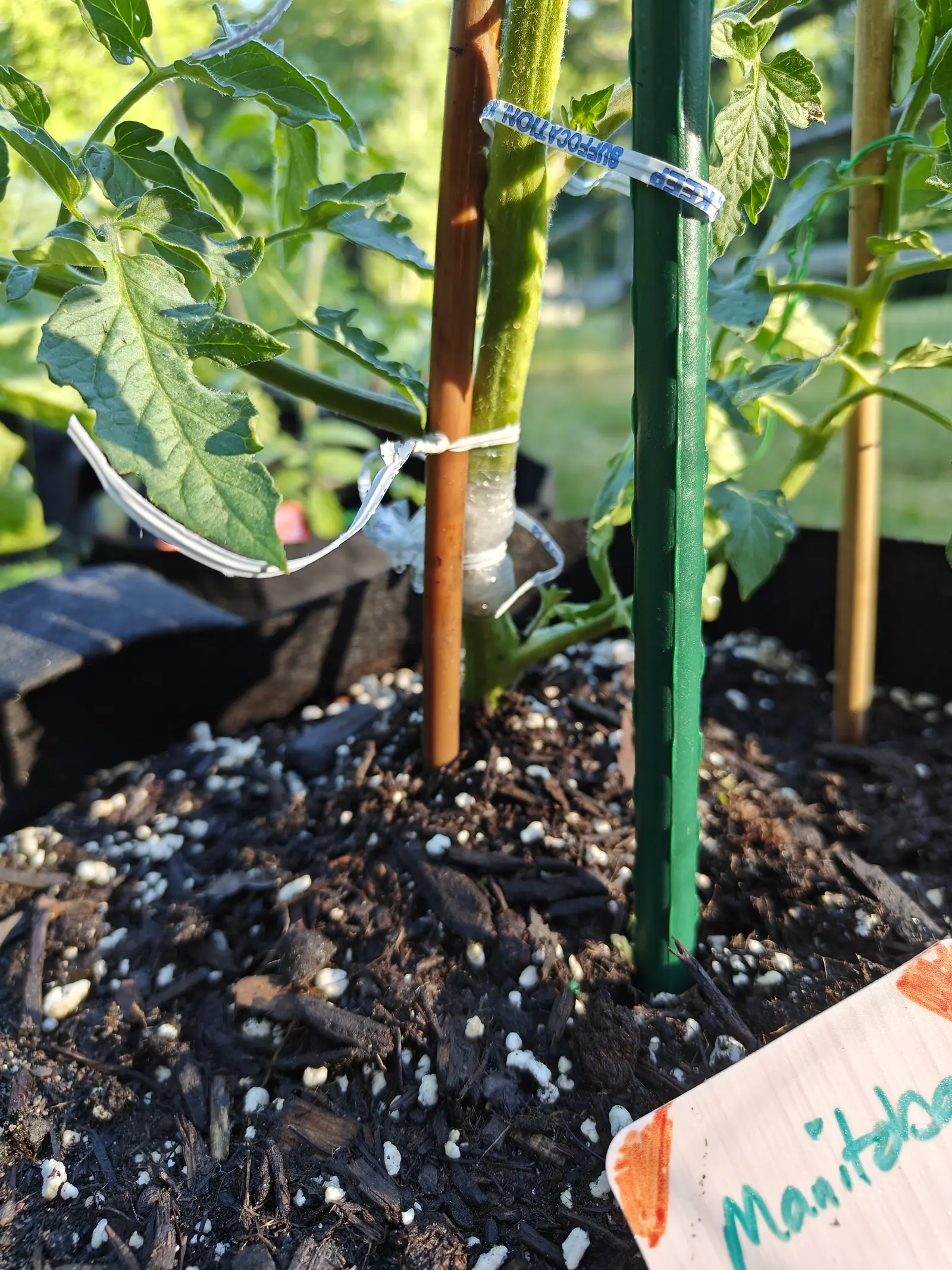 The base of a tomato staked to both a bamboo cane and a green metal rod, plastic ties and a white collar around the stem, a handwritten label in the corner.