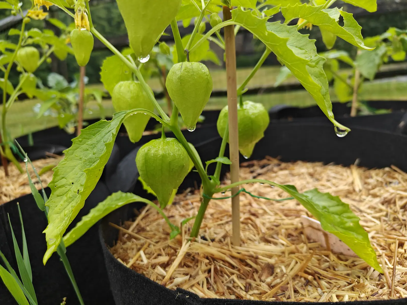 A tomatillo carrying several pale green lantern husks on a bamboo cane, straw mulch heaped in its black fabric grow bag, a split-rail fence and mown lawn behind.