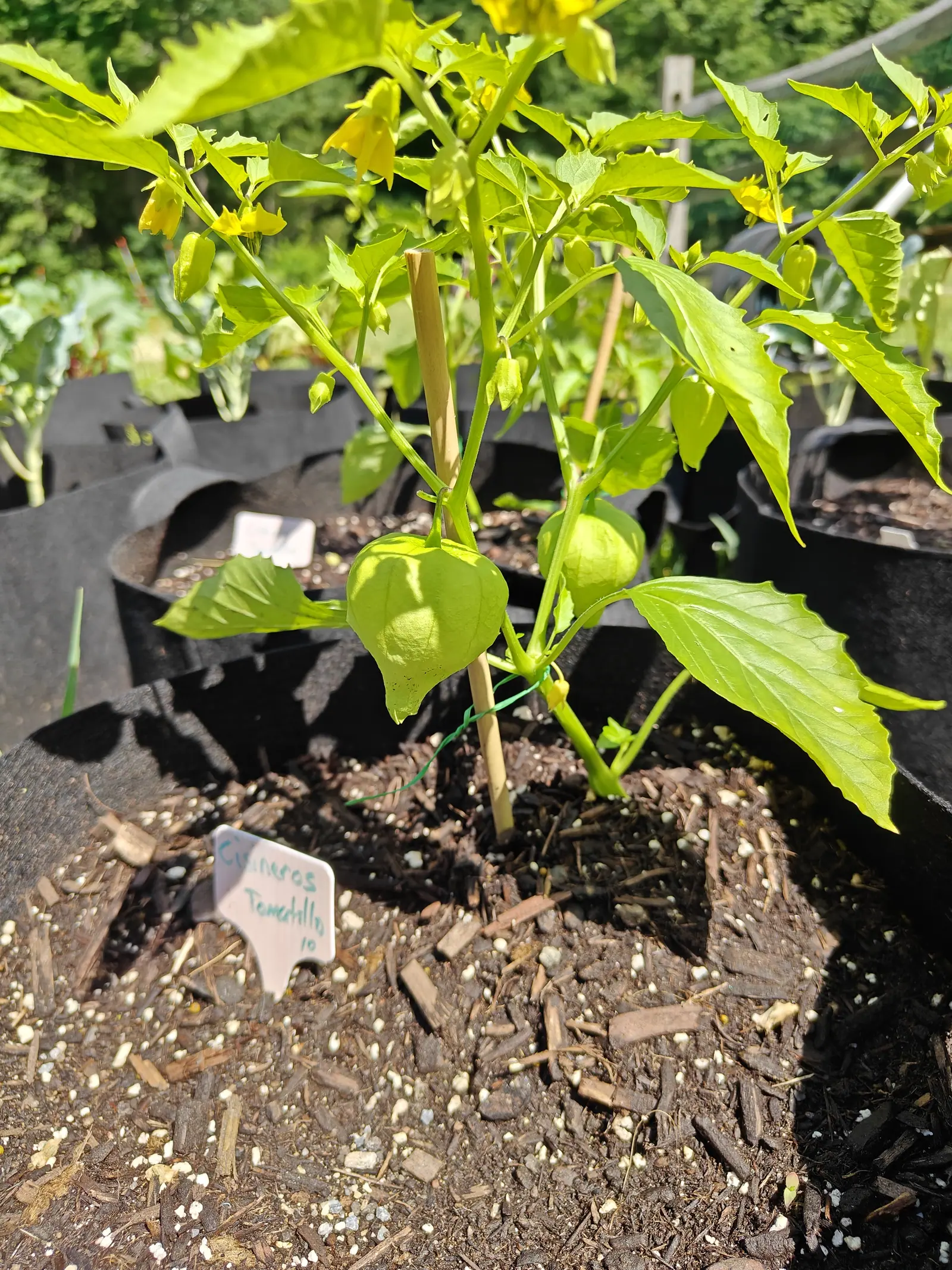 A tomatillo with several swelling husks and small yellow flowers, tied with green twine to a bamboo cane, a handwritten label in the bark-mulched compost.