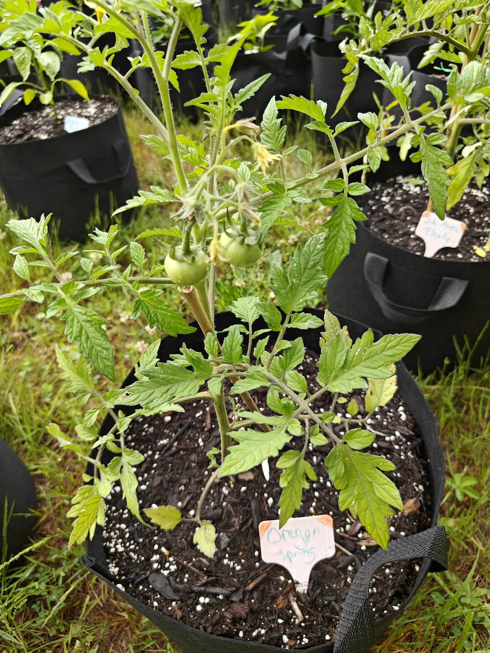 A tomato plant in a black fabric grow bag carrying three green fruits, a handwritten label at the front, more labelled grow bags standing in the grass behind.