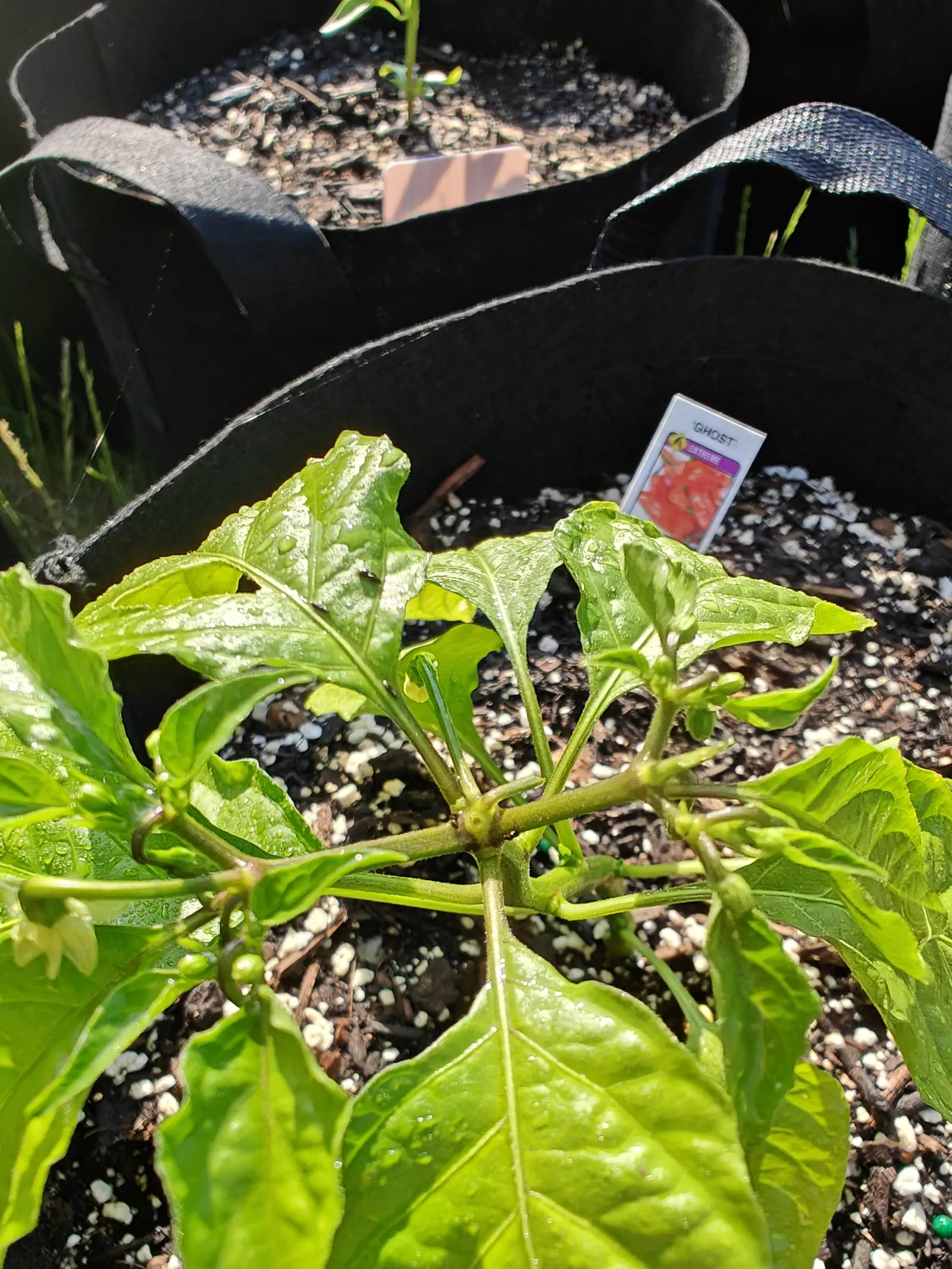 A pepper plant seen from above in a black fabric grow bag, its glossy leaves shading a printed seed packet propped upright in the perlite-flecked compost.