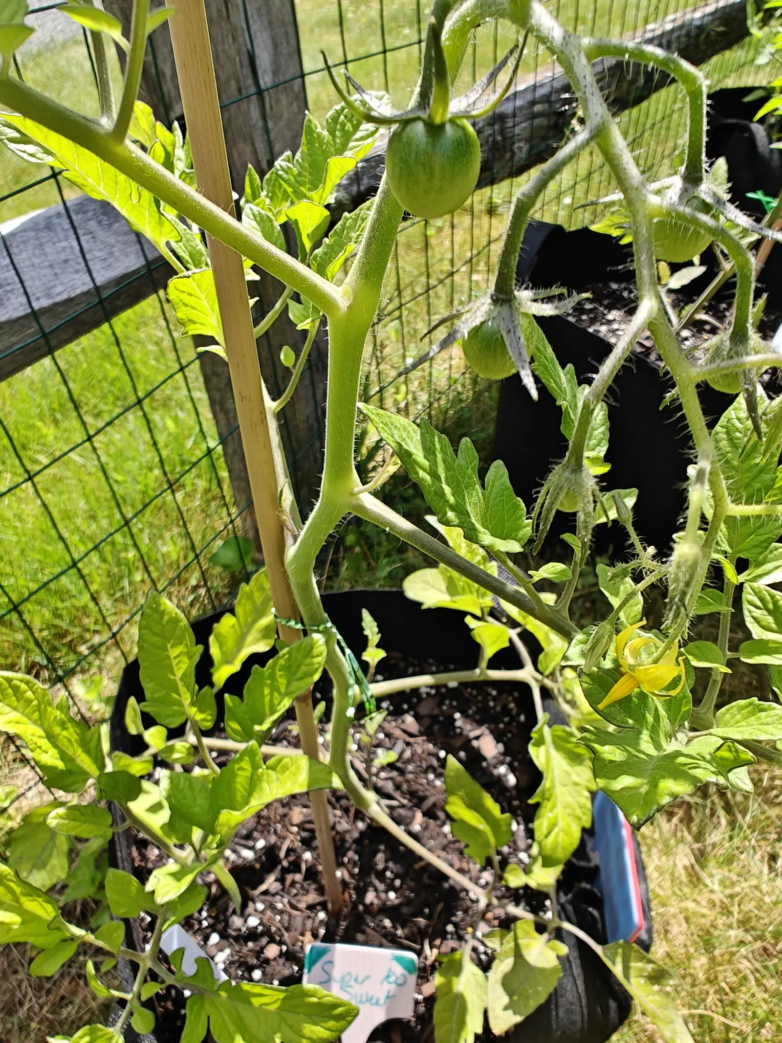 A tomato plant tied to a bamboo cane against wire fencing, two round green fruits and a yellow flower on hairy stems, its black fabric grow bag and handwritten label below.