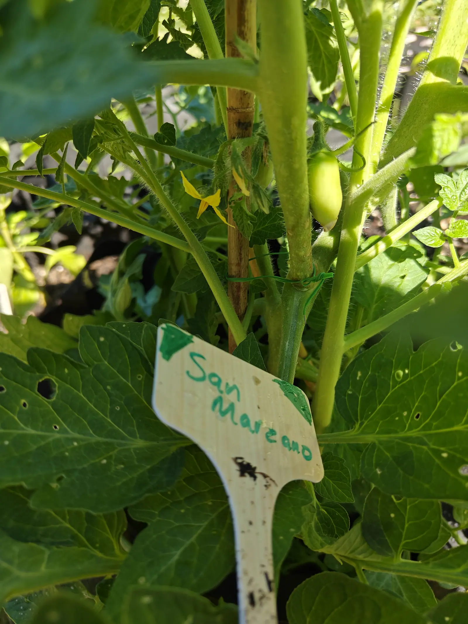 A tomato stem bound with green twine to a bamboo cane, one small green plum-shaped fruit and yellow flowers above a handwritten label.