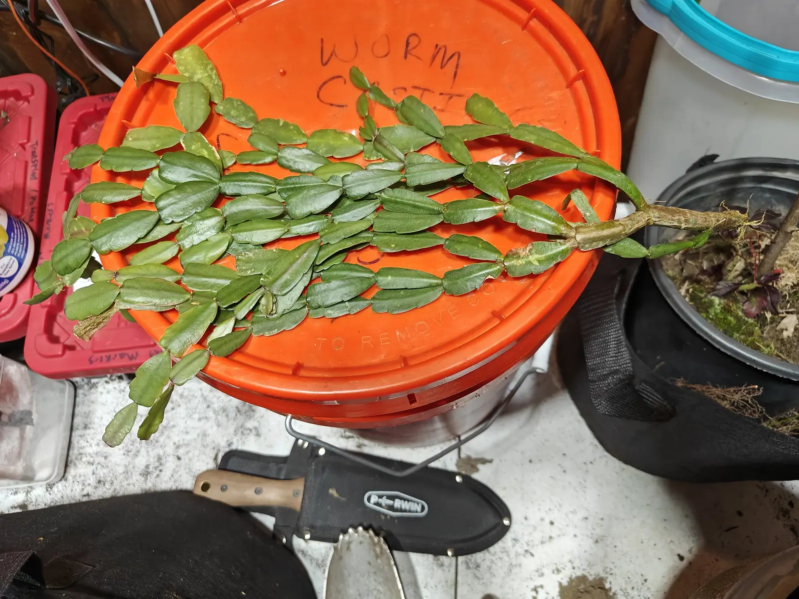 Flat segmented green stems with scalloped edges, laid out loose across the orange lid of a bucket marked in felt pen, beside a hand tool and a black fabric pot. A potting bench and assorted containers fill the background.