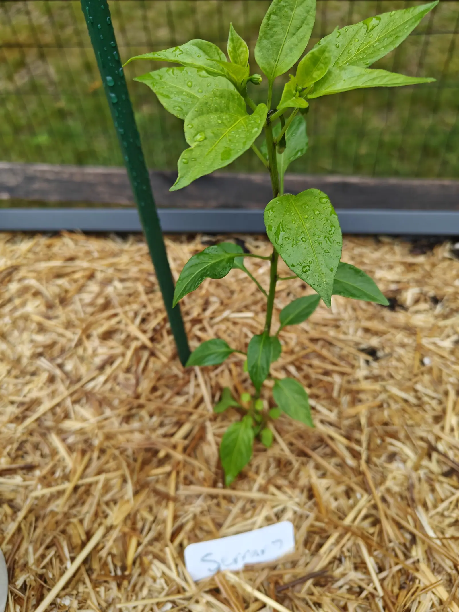 A pepper seedling beside a green metal stake on straw mulch, water beading on its leaves, a handwritten label at the front and wire fencing behind.