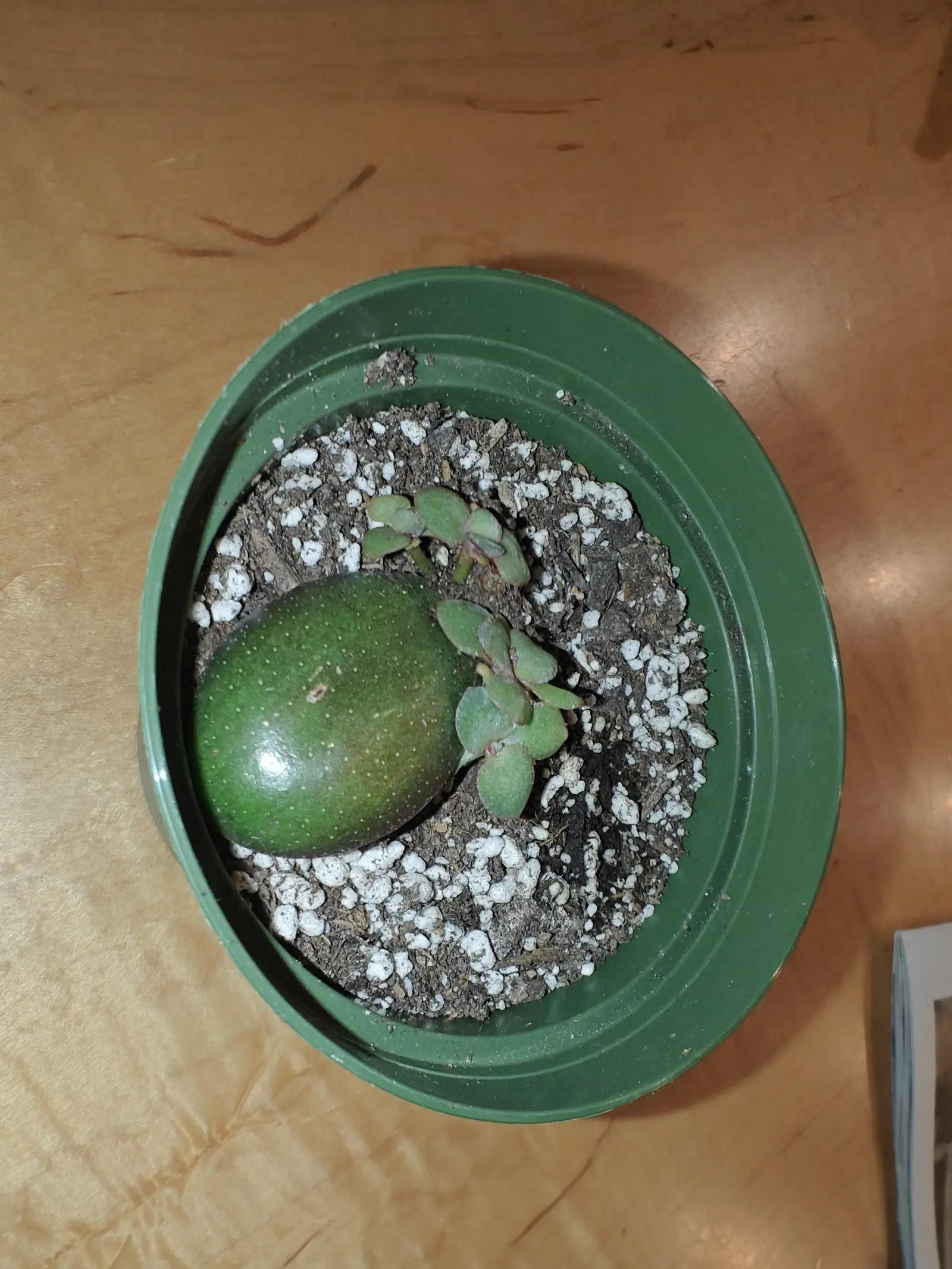A small jade cutting with paired rounded fleshy leaves rooting in gritty perlite-flecked compost in a green plastic pan, a whole glossy green avocado lying beside it on a pale timber table.
