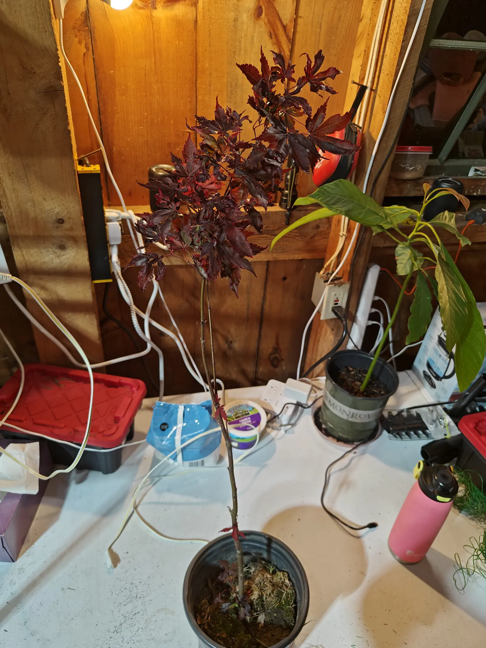 A young Japanese maple in a black plastic pot on a white bench, its deeply cut leaves dark red-purple under a bare bulb, extension cords and a red tray against the timber wall behind.