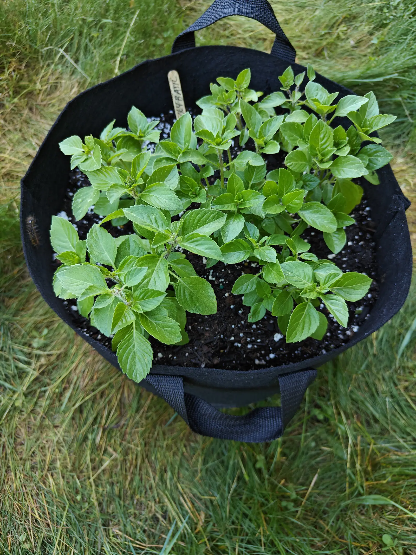 A dozen young holy basil plants filling a black fabric grow bag seen from above, their crinkled green leaves in tight pairs, a small wooden label at the back and grass all around.