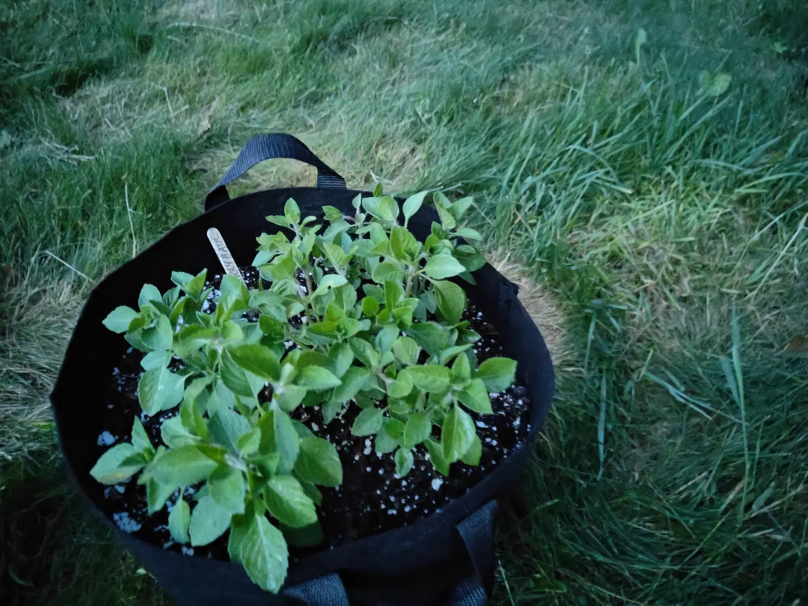 A black fabric grow bag of young basil standing on rough grass in low evening light, the crinkled leaves gone dark green, a pale label leaning among them.