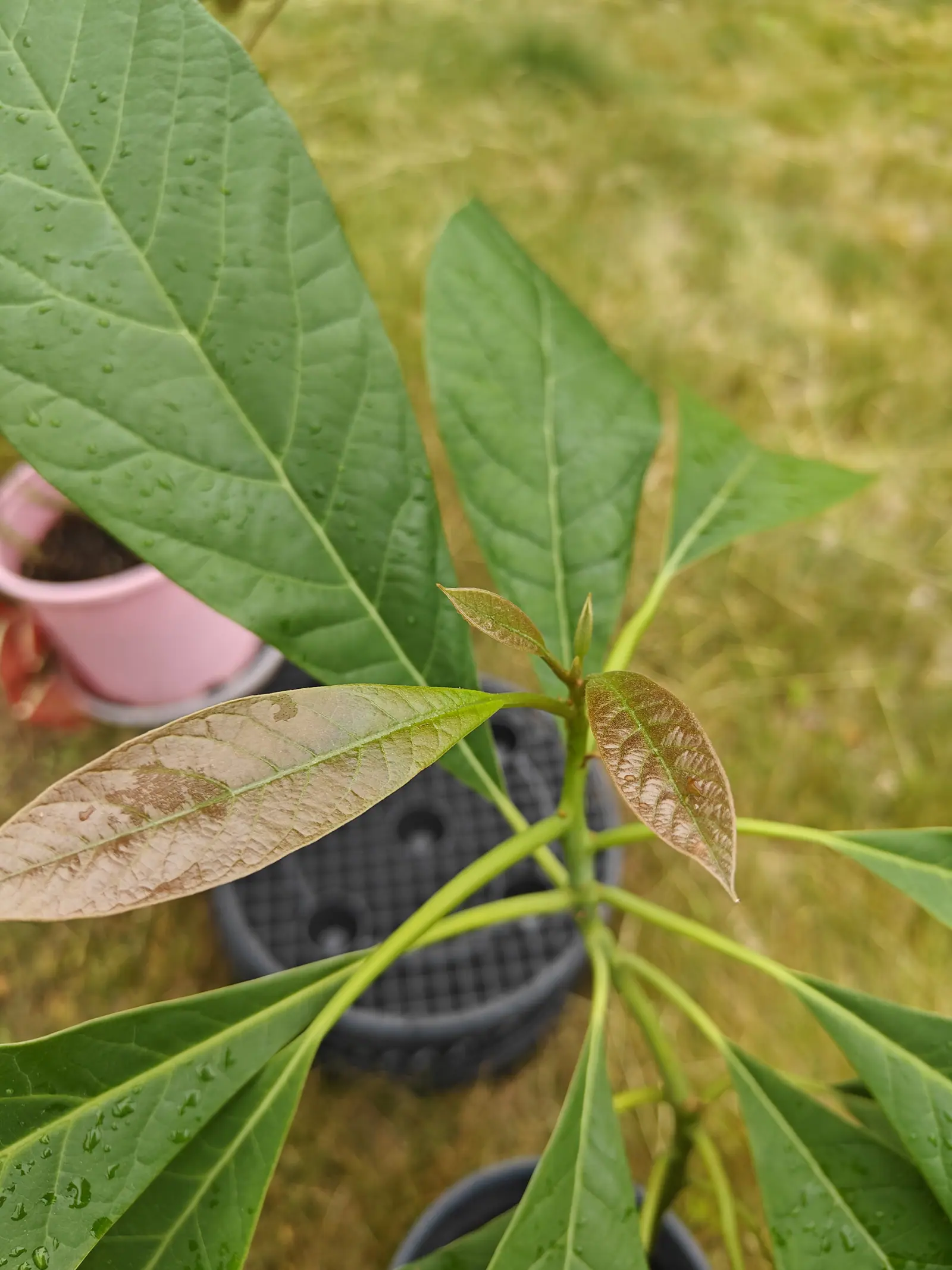 An avocado seedling from above, its long glossy leaves beaded with rain and the newest pair still bronze-pink, standing in a black plastic pot on parched grass.