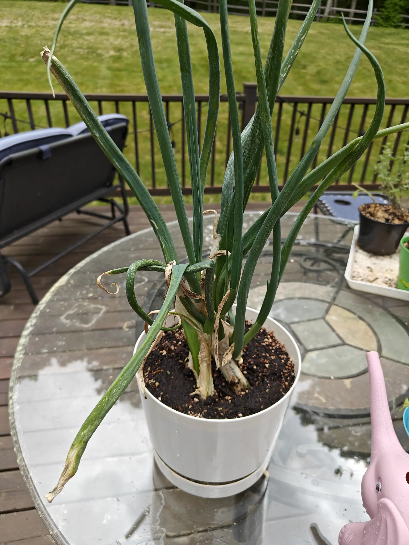 Scallions in a white plastic pot with a matching saucer on a glass patio table, their long blue-green leaves arching outward, a black railing and mown lawn beyond.