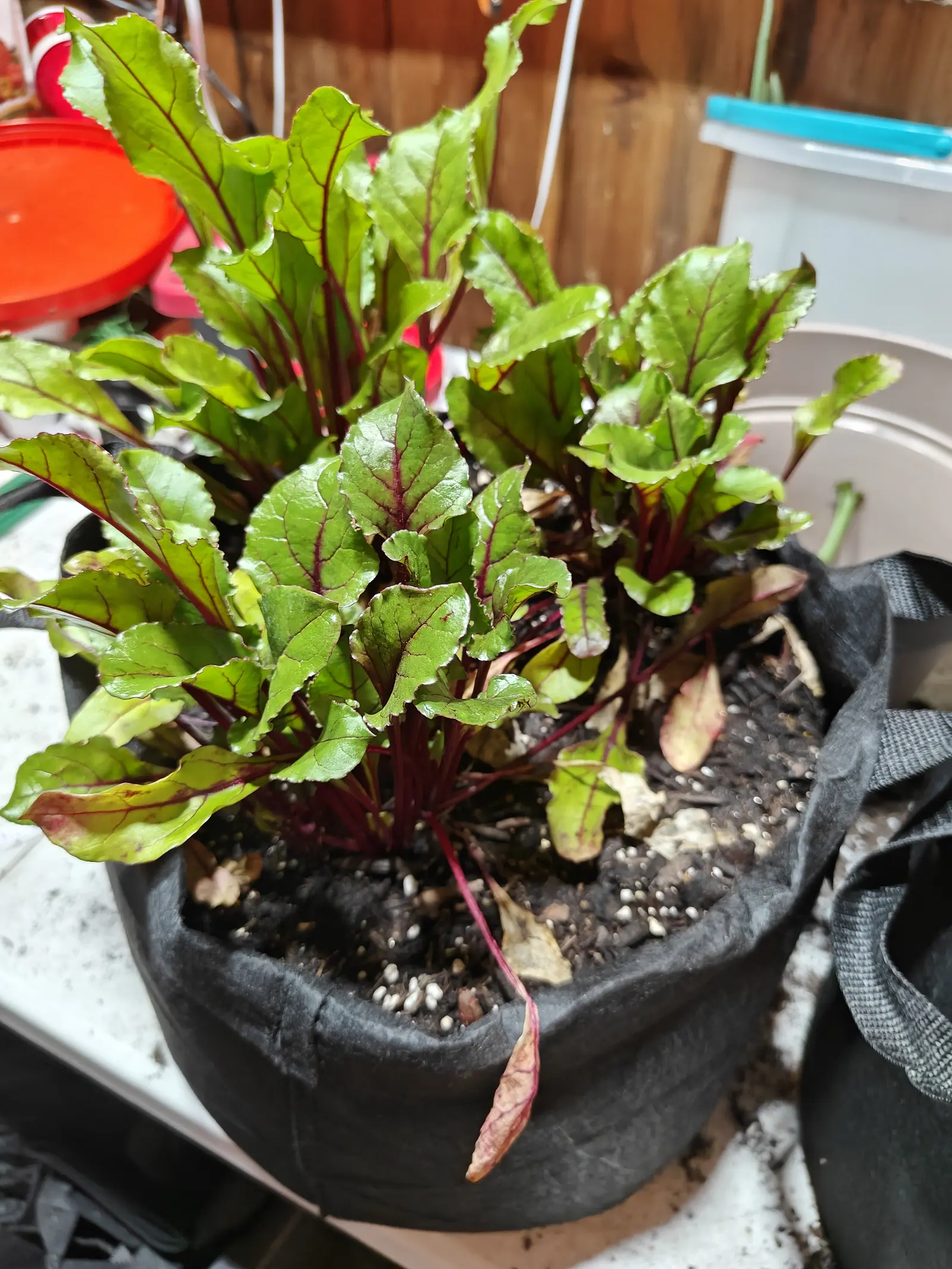 Young beet plants in a black fabric grow bag, their green leaves veined and stemmed in deep crimson, on a white bench with an orange pot and a plastic bin behind.