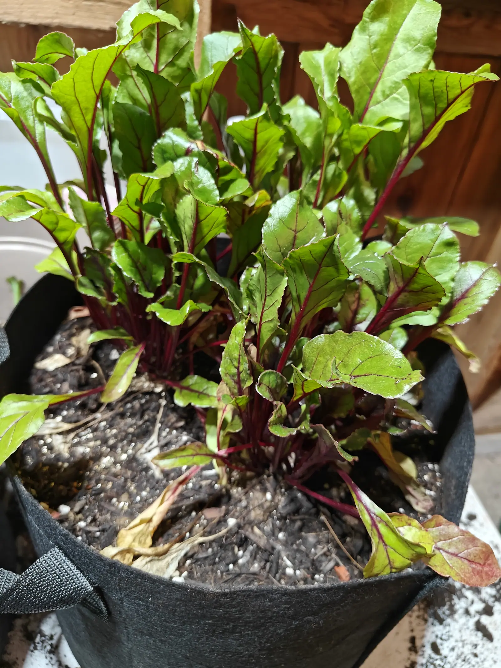 Beet leaves crowding a black fabric grow bag, bright green blades on crimson stems above the perlite-flecked compost, a few older leaves gone yellow and limp at the rim.