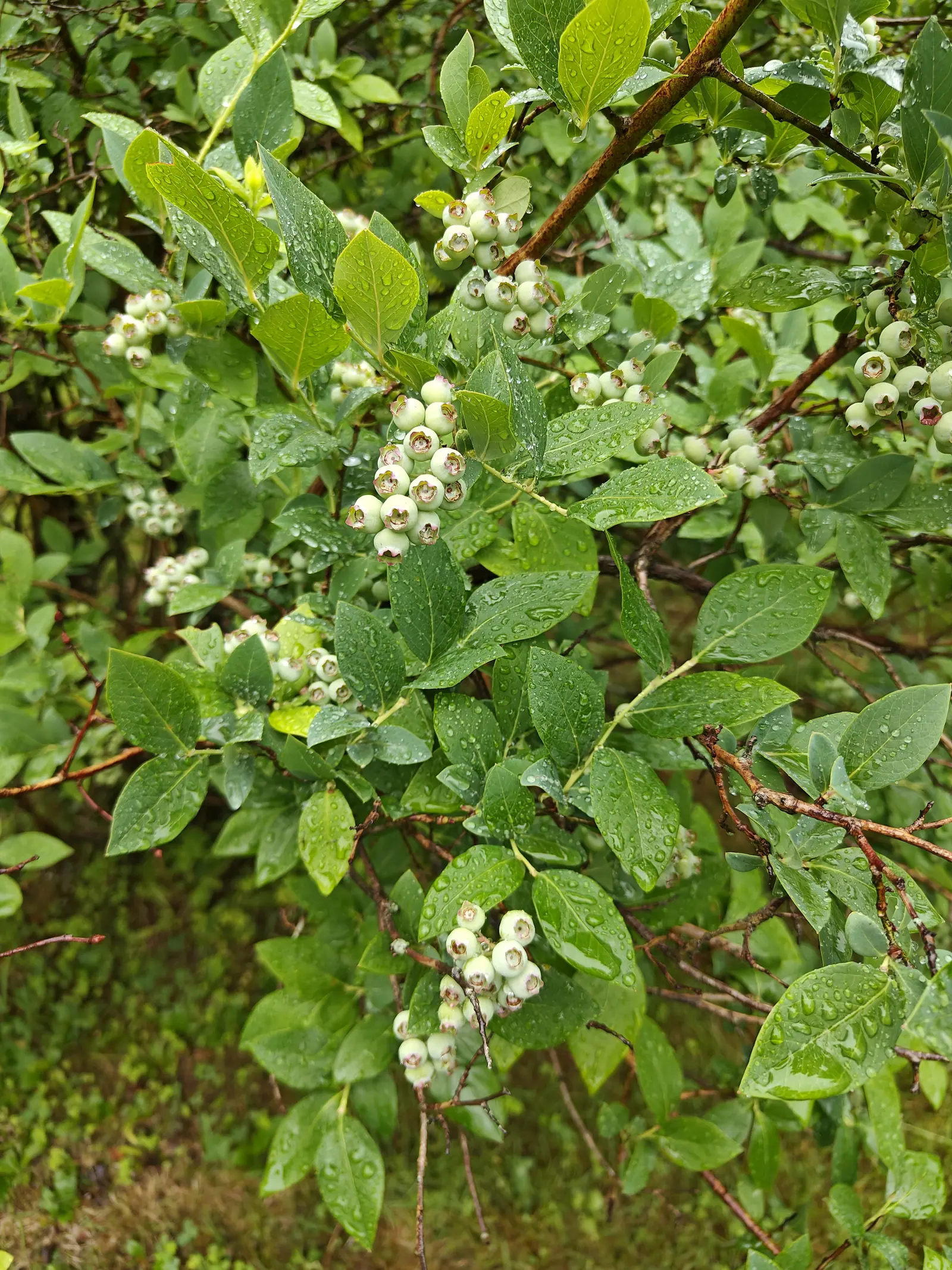 A blueberry bush hung with clusters of pale unripe berries, rain beading on the glossy leaves and reddish stems, moss and grass showing through at the base.