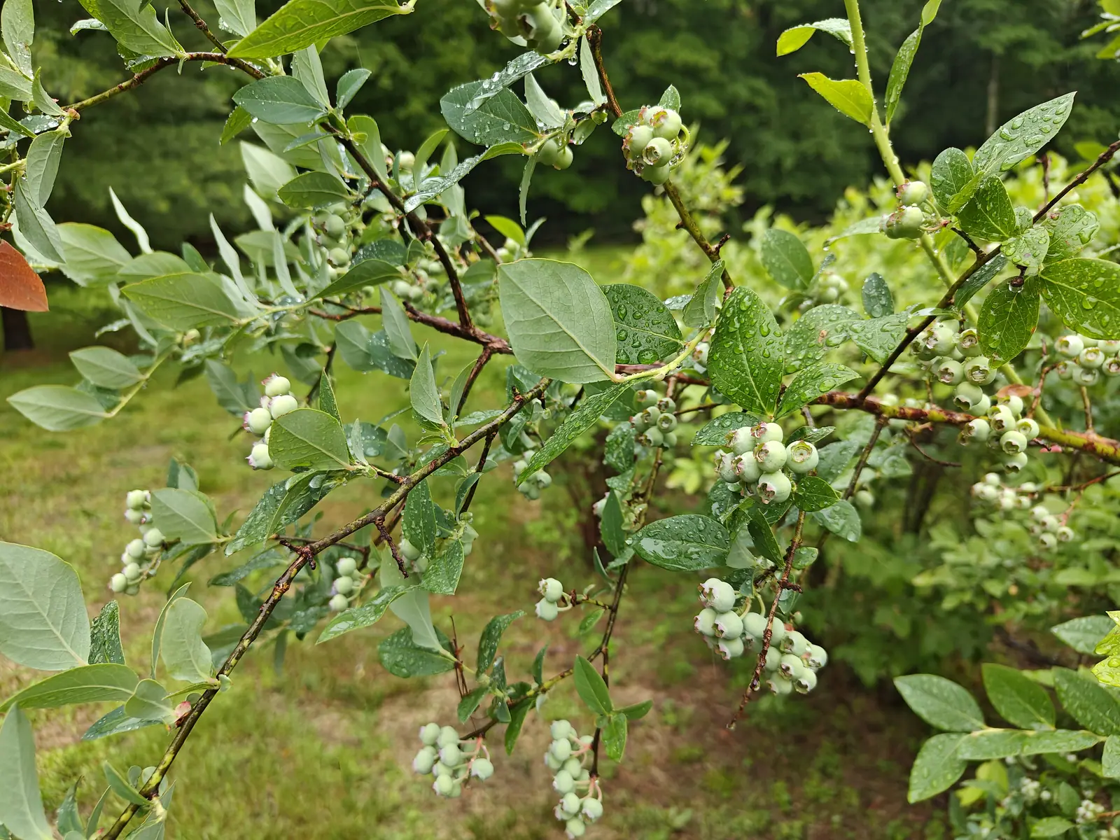 Arching blueberry branches carrying loose clusters of small pale green berries, the leaves wet and blue-grey on their undersides, mown grass and trees beyond.