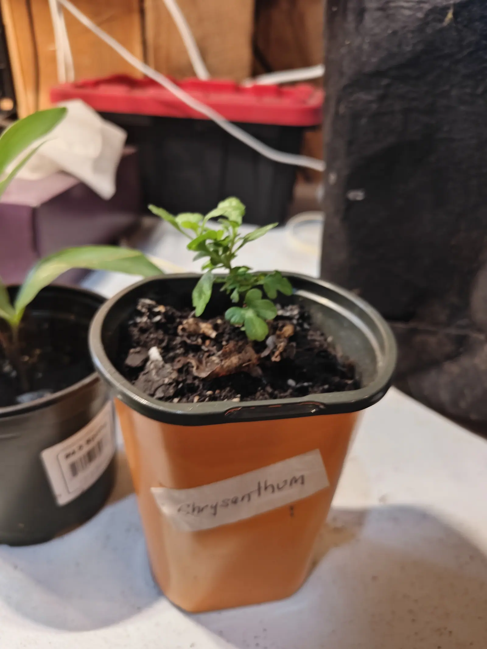 A tiny chrysanthemum seedling in a terracotta-coloured plastic pot with a metal rim, a strip of masking tape across the front, on a cluttered white bench.