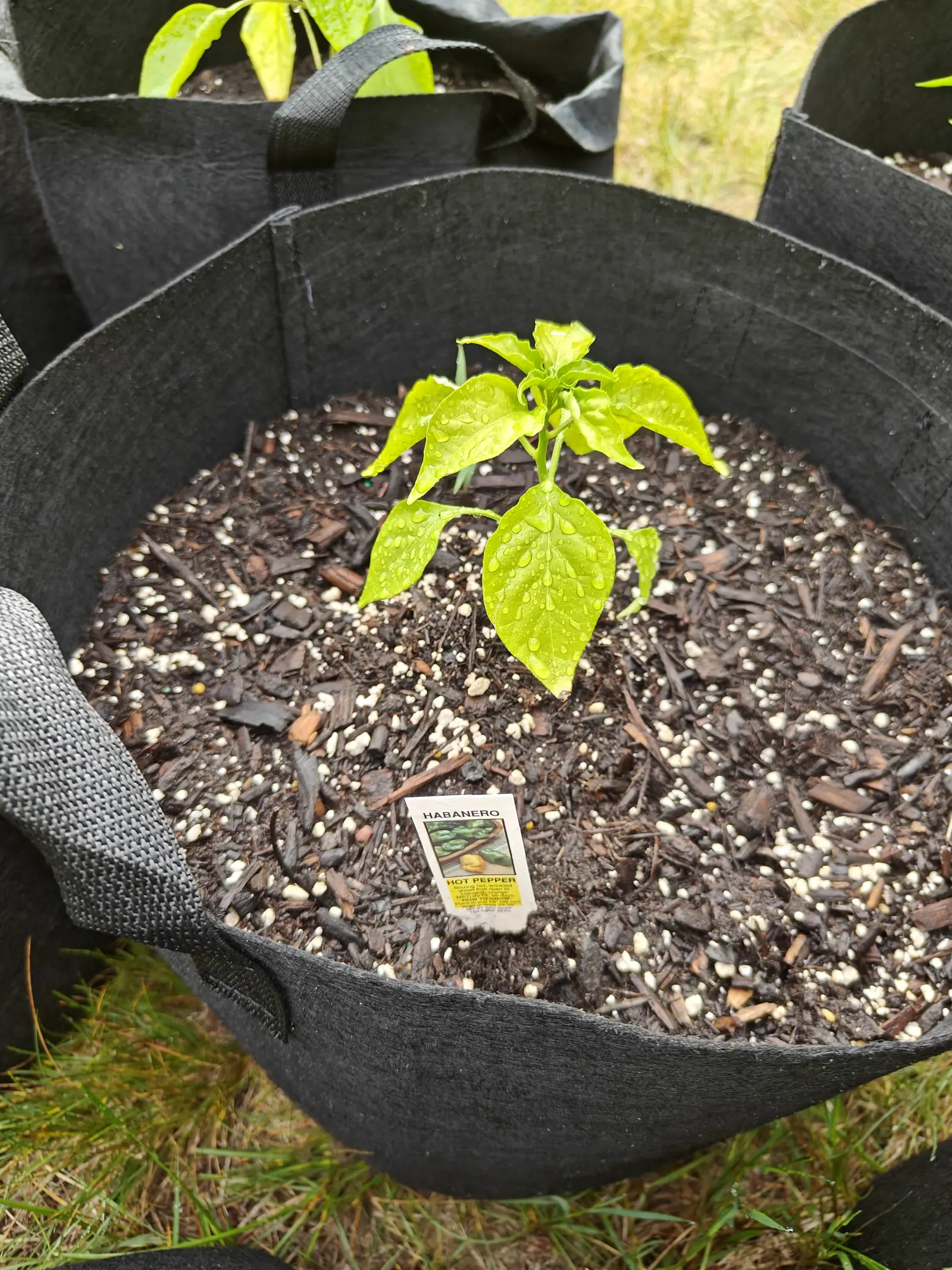 A pepper plant with pale yellow-green leaves in a black fabric grow bag, a small printed seed packet propped in the bark and perlite compost, grass beyond.
