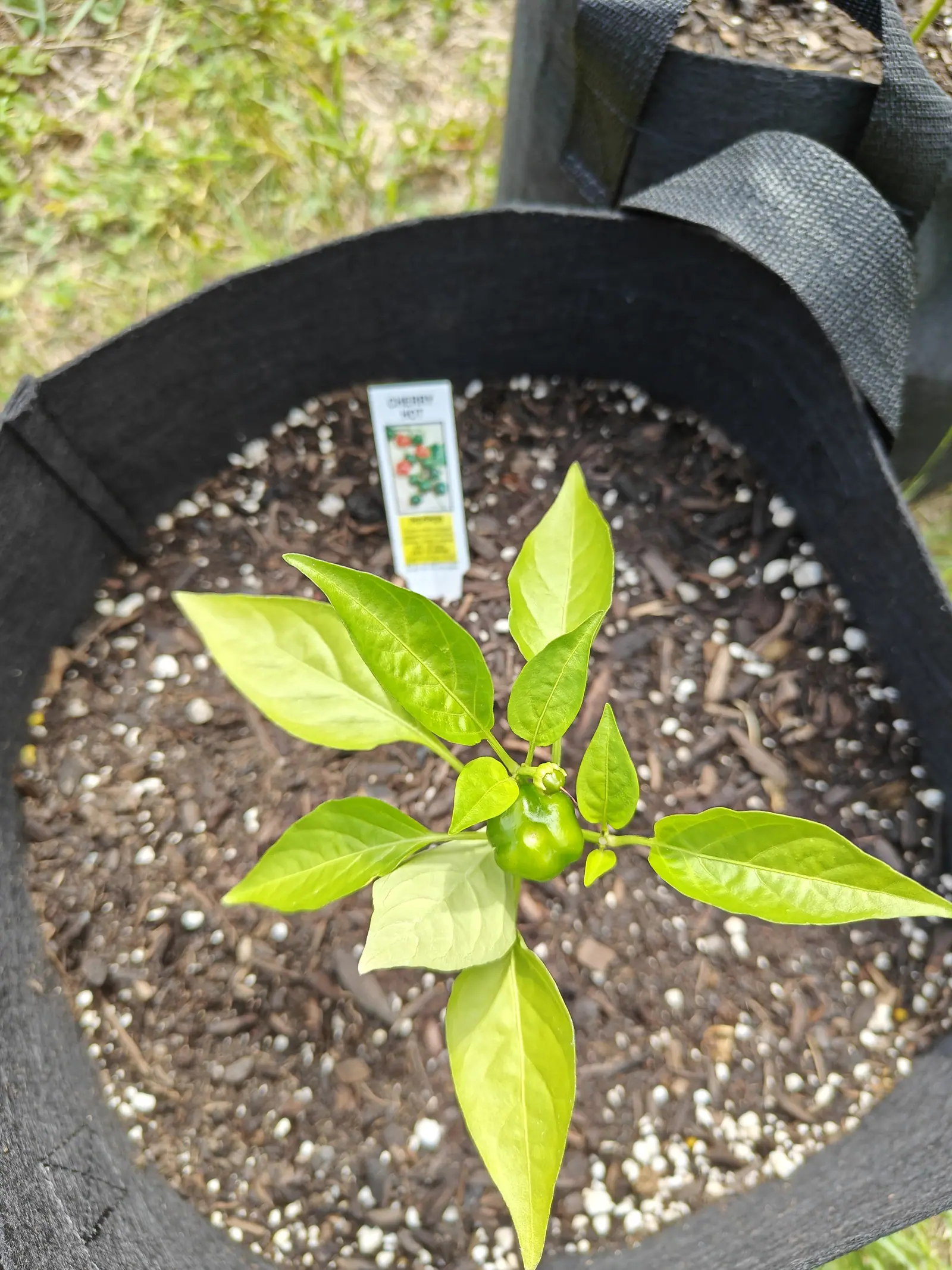A pepper plant from above in a black fabric grow bag, one small round green fruit at the centre of its leaves and a printed label in the bark mulch behind.