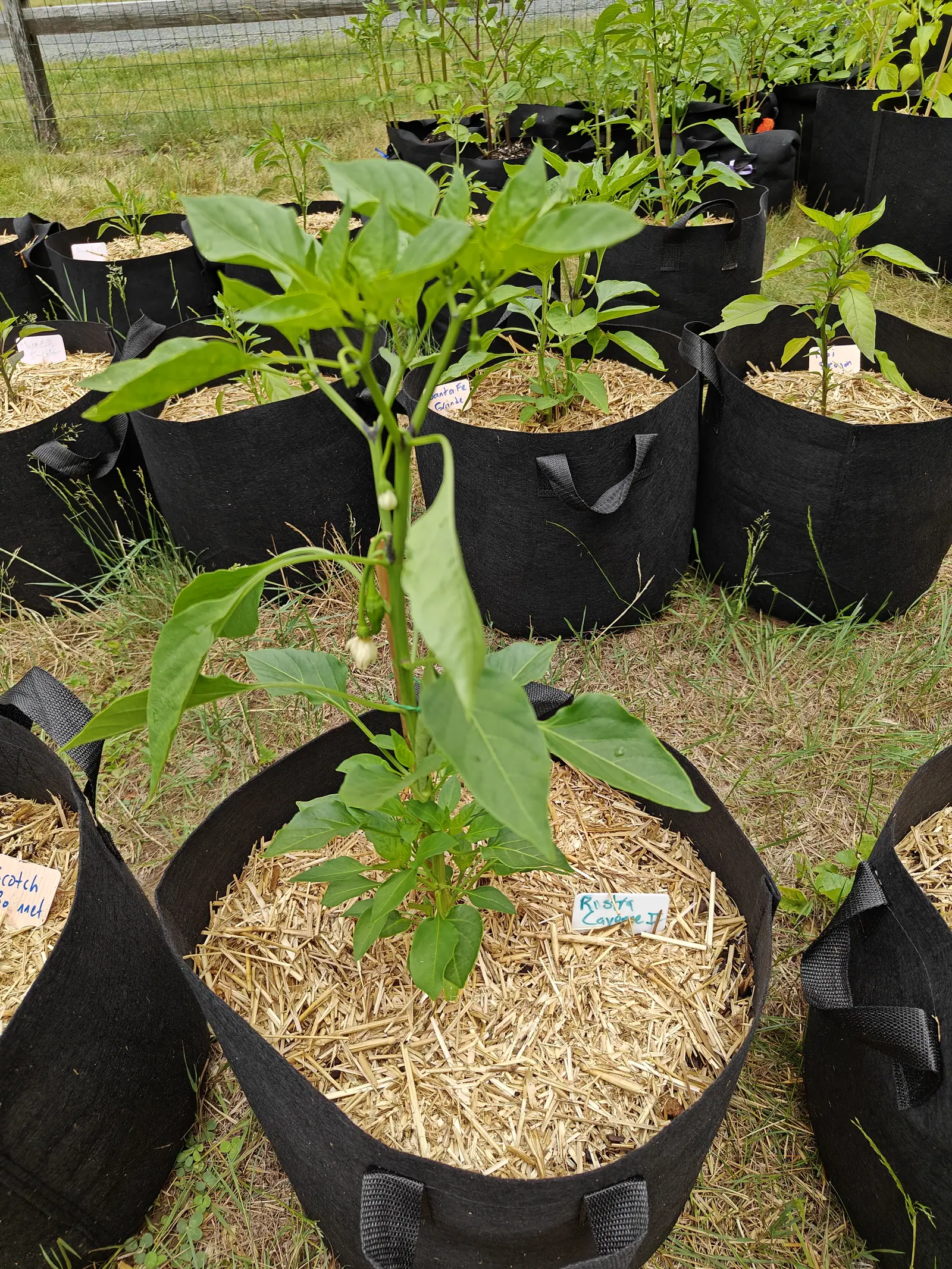 A pepper plant on straw mulch in a black fabric grow bag, a handwritten label at its foot, ranks of identical labelled grow bags and wire fencing behind.