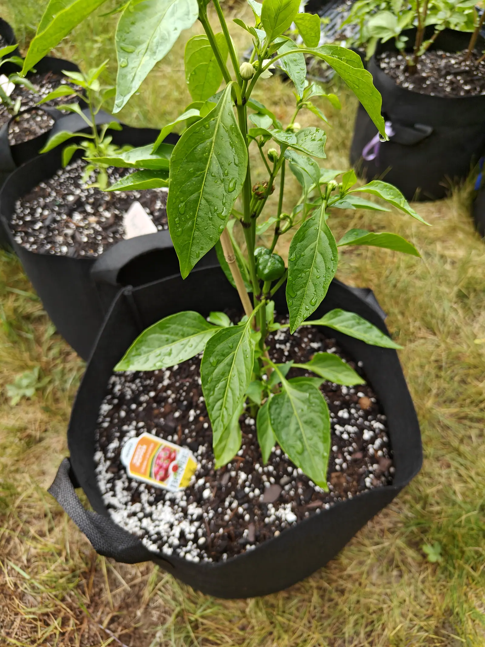 A pepper plant with small green fruits forming at the leaf joints, standing in a black fabric grow bag of white-flecked compost with a printed seed packet label laid on the surface.