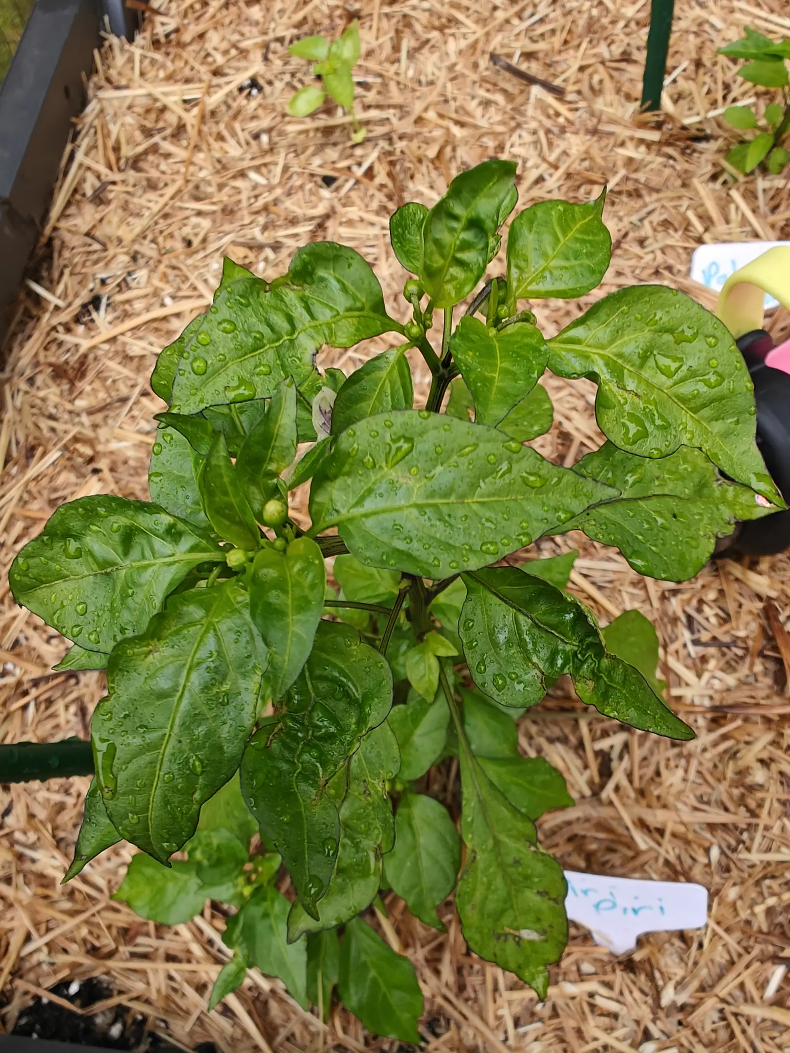 A pepper plant seen from above on straw mulch, water beaded across its broad glossy leaves and small green fruits at the centre, a handwritten label at the corner.