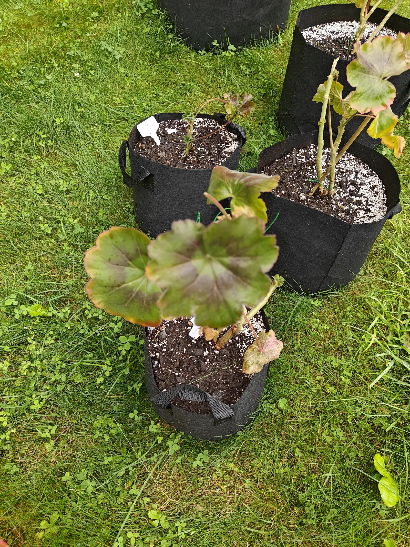 Three black fabric grow bags of geraniums on clover-strewn grass, their rounded scalloped leaves banded bronze and green, the nearest plant sprawling over the rim.