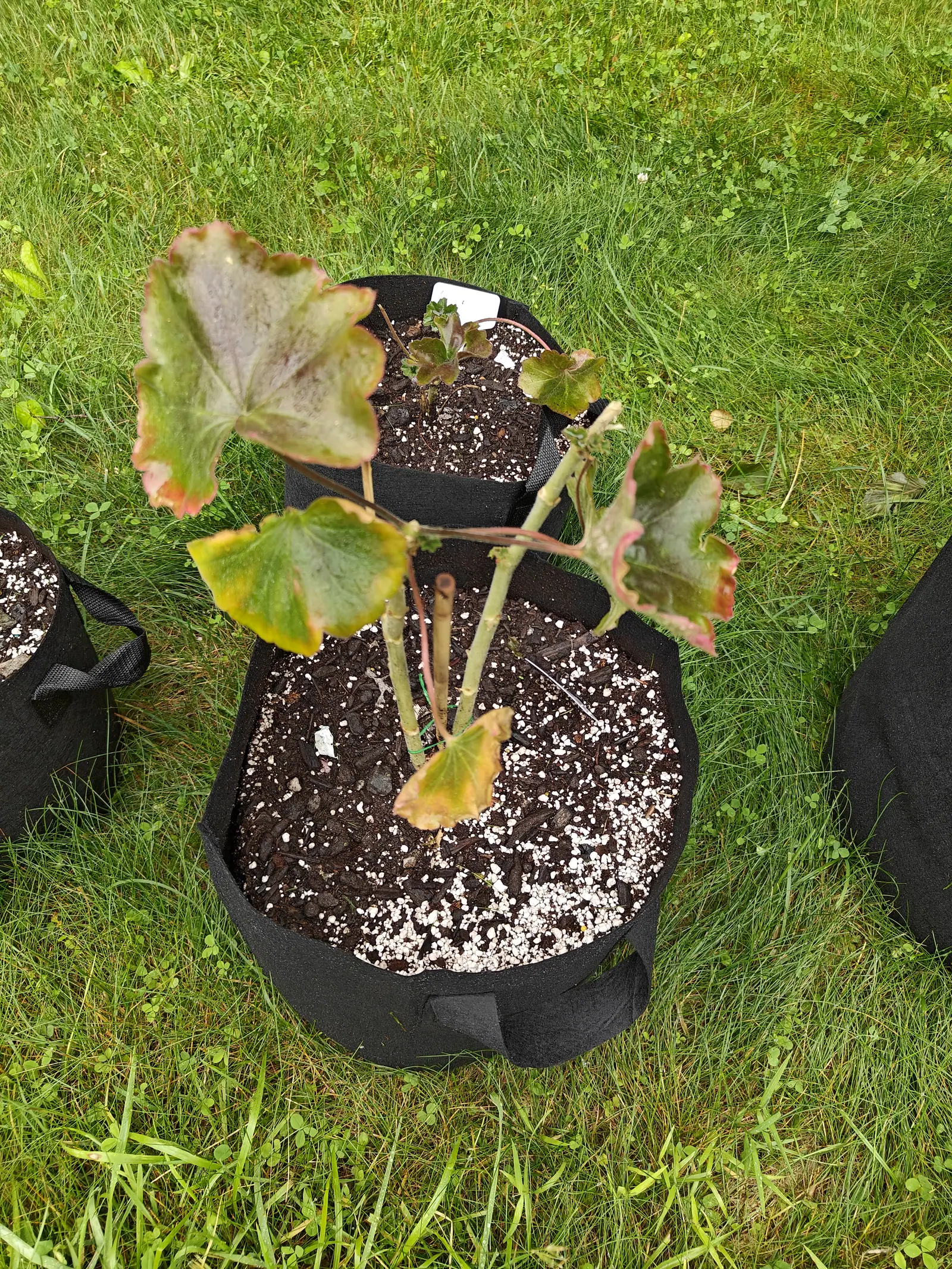 Two black fabric grow bags of geraniums on mown grass, their rounded leaves edged in yellow and rust on reddish stalks, the compost pale with perlite.