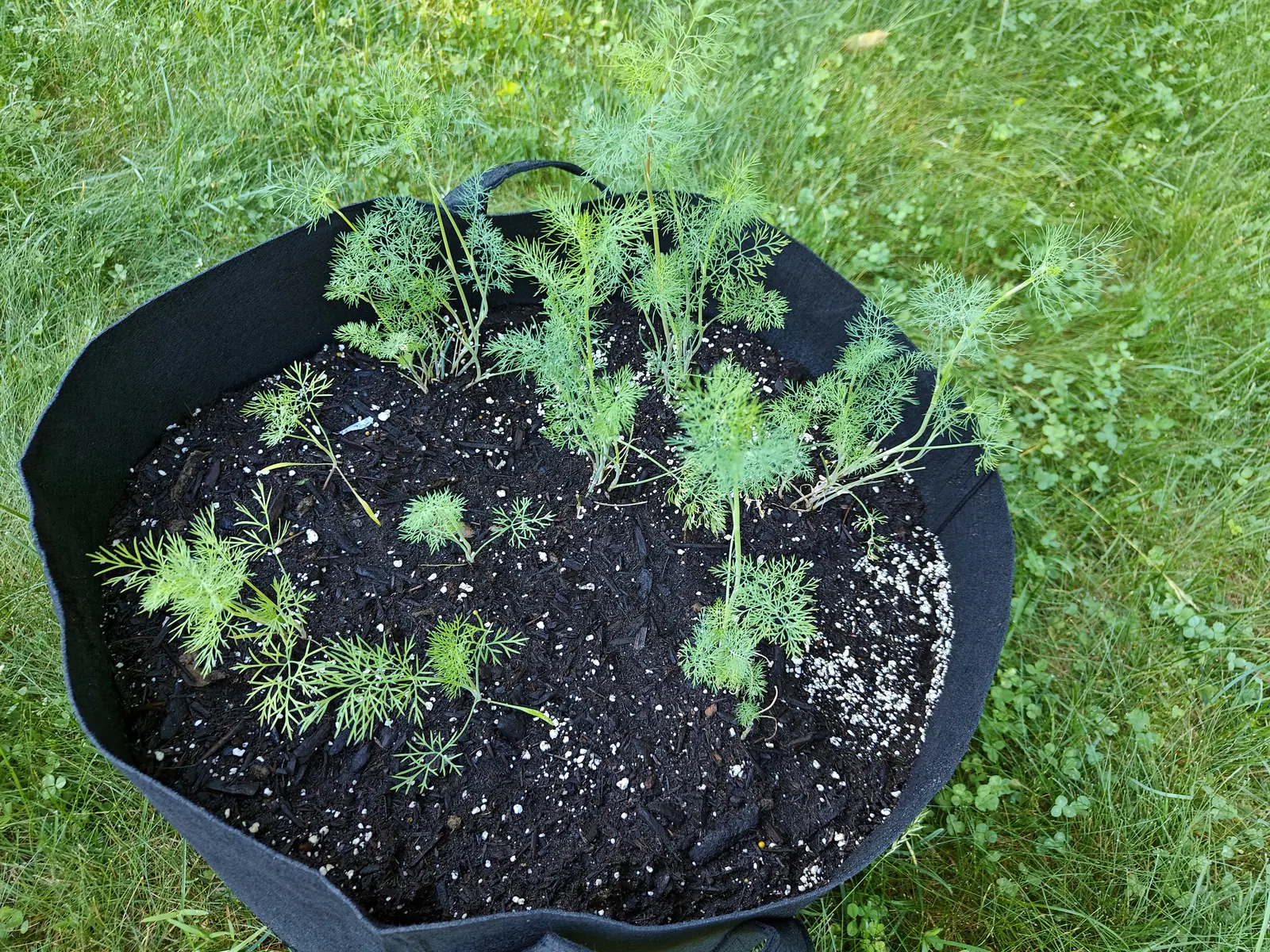 Young dill seedlings scattered across a black fabric grow bag, their feathery blue-green foliage thin against the dark compost, rough grass surrounding the bag.