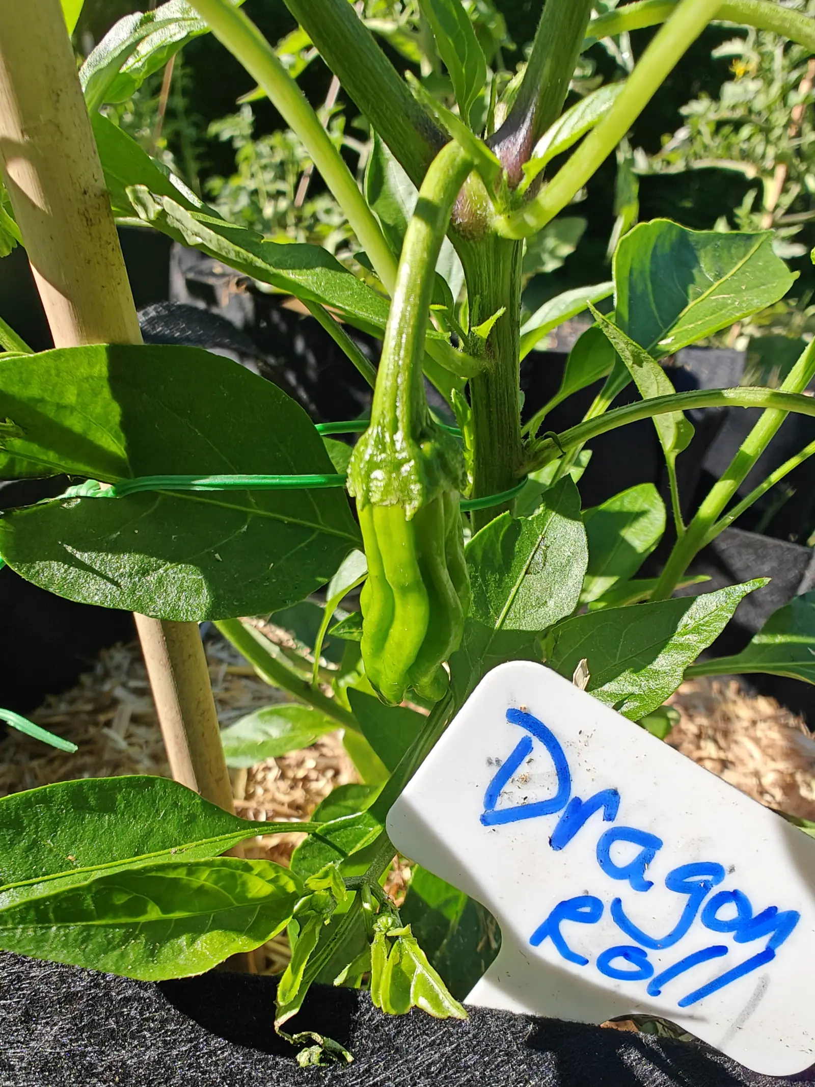 A long tapering green pepper hanging from a thick stem beside a bamboo cane, a white plastic label lettered in blue in front of it, bark mulch and black ground fabric below.