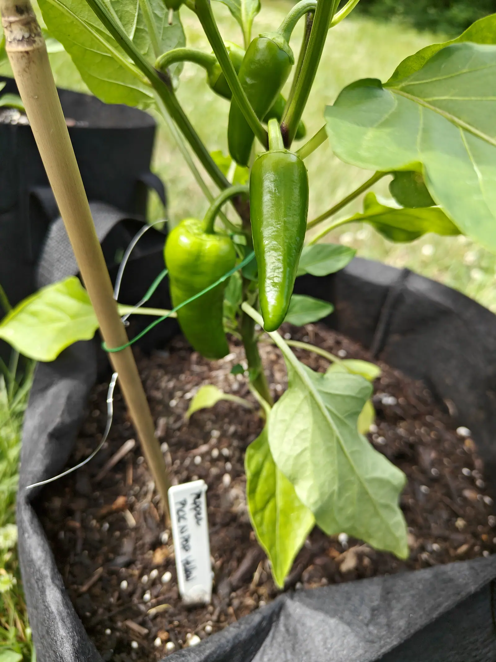 Several glossy dark green peppers hanging from a plant tied with green twine to a bamboo cane, a small handwritten label in the compost of the black fabric grow bag below them.