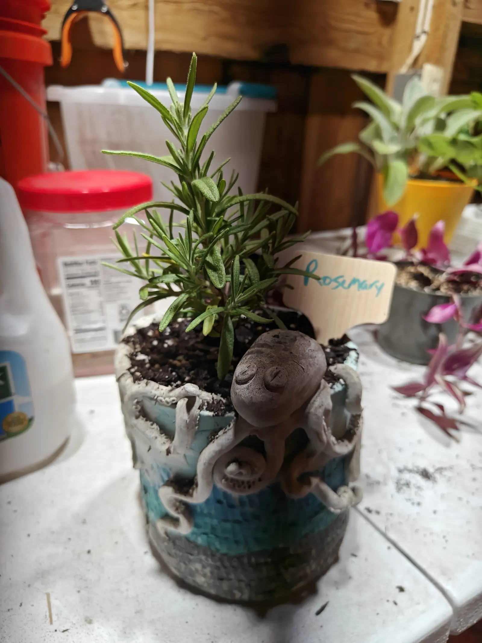 A rosemary cutting standing in a glazed blue and grey ceramic pot moulded with a clay octopus around its base, a handwritten label behind it on a cluttered bench.