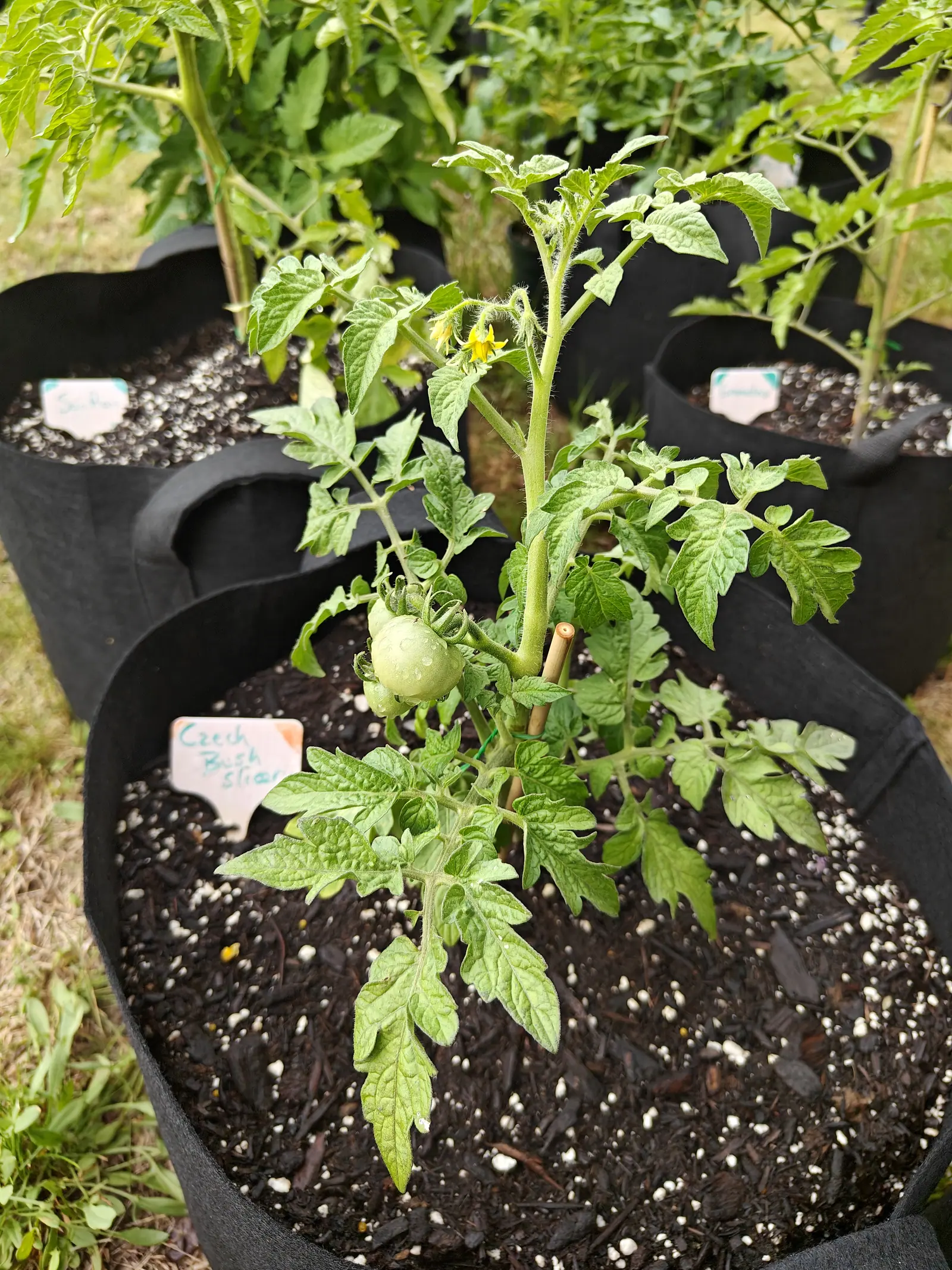 A tomato plant in a black fabric grow bag carrying one green fruit and a yellow flower, a handwritten label at the front, more labelled grow bags behind.