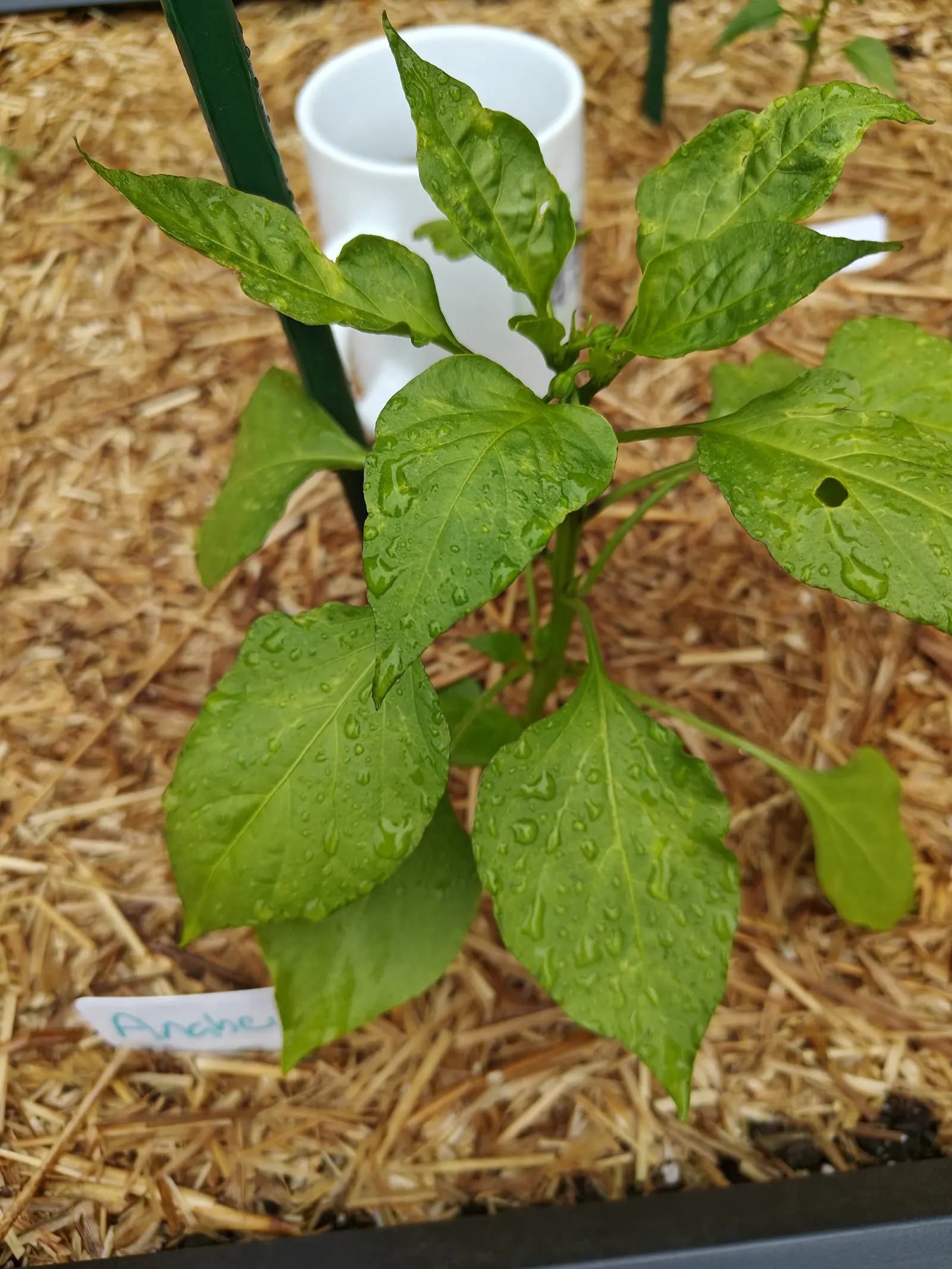 A pepper seedling on straw mulch beside a green metal stake and a white plastic watering pipe, water beading on its leaves, a handwritten label at the front.