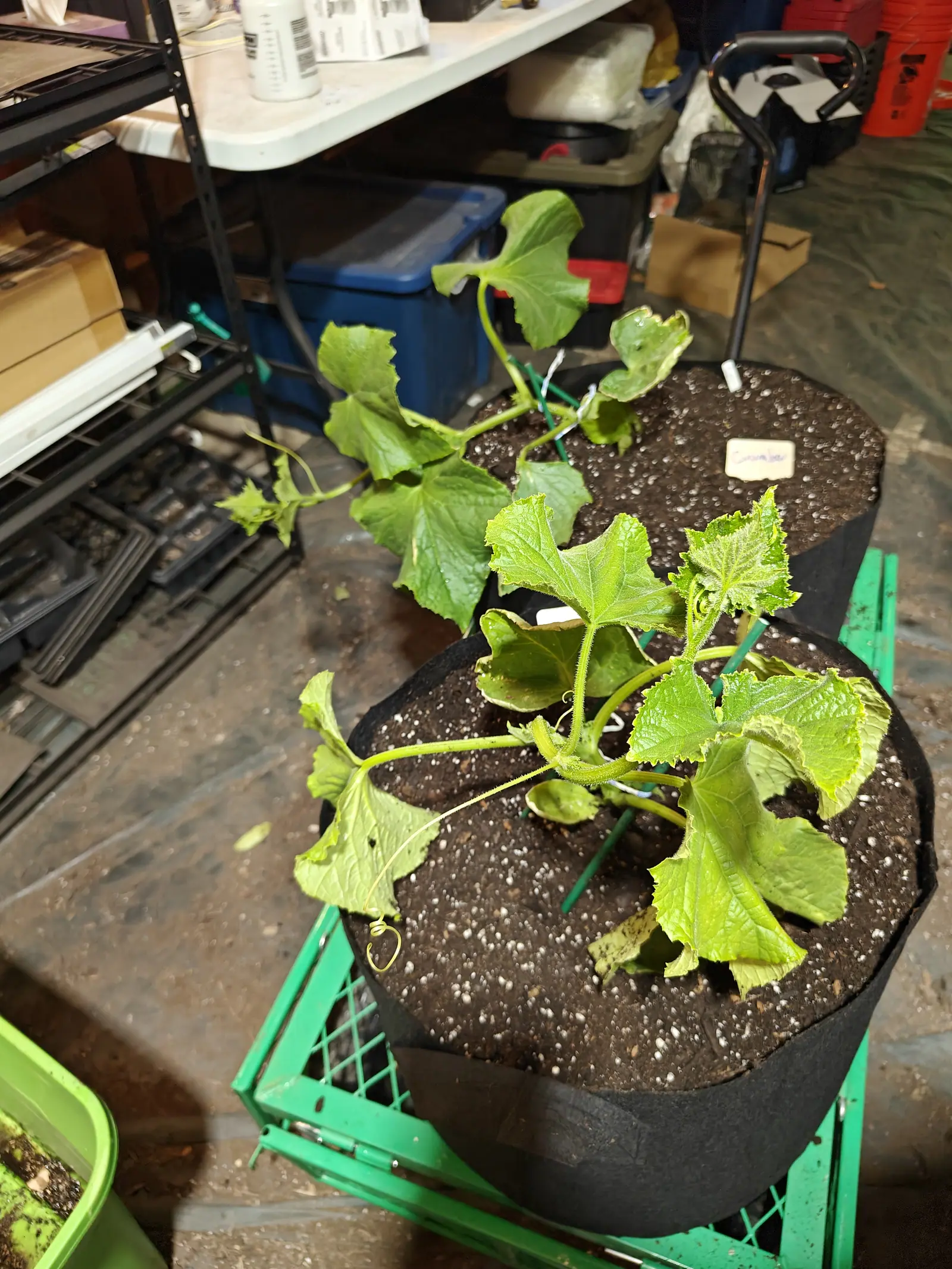 Two black fabric grow bags of cucumber seedlings on a green plastic crate in a basement, broad lobed leaves flopping over the rims, metal shelving and storage bins behind.