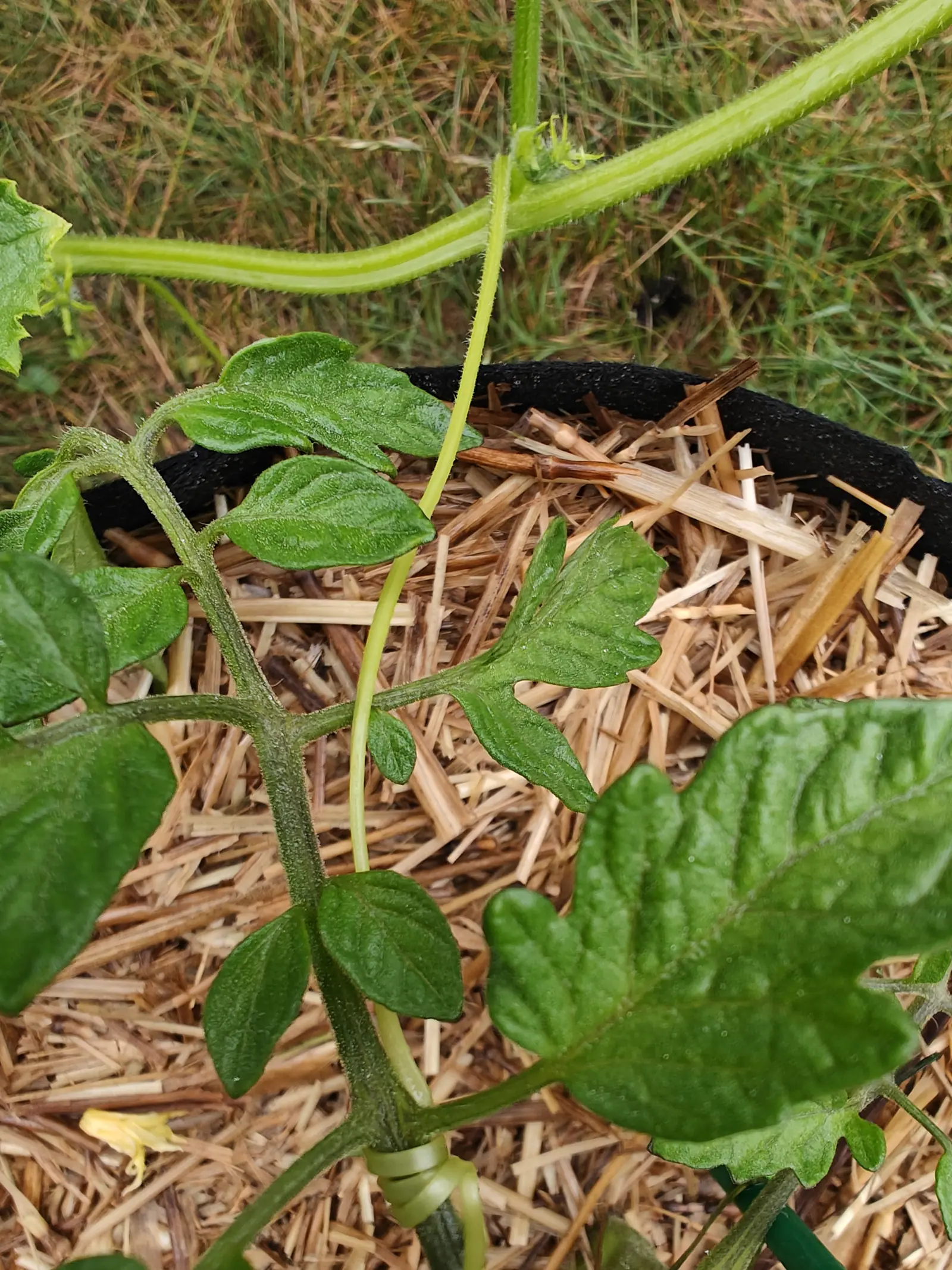 A cucumber stem and its coiling tendril arching above straw mulch and the black rim of a grow bag, tomato leaves and one yellow flower filling the ground below.