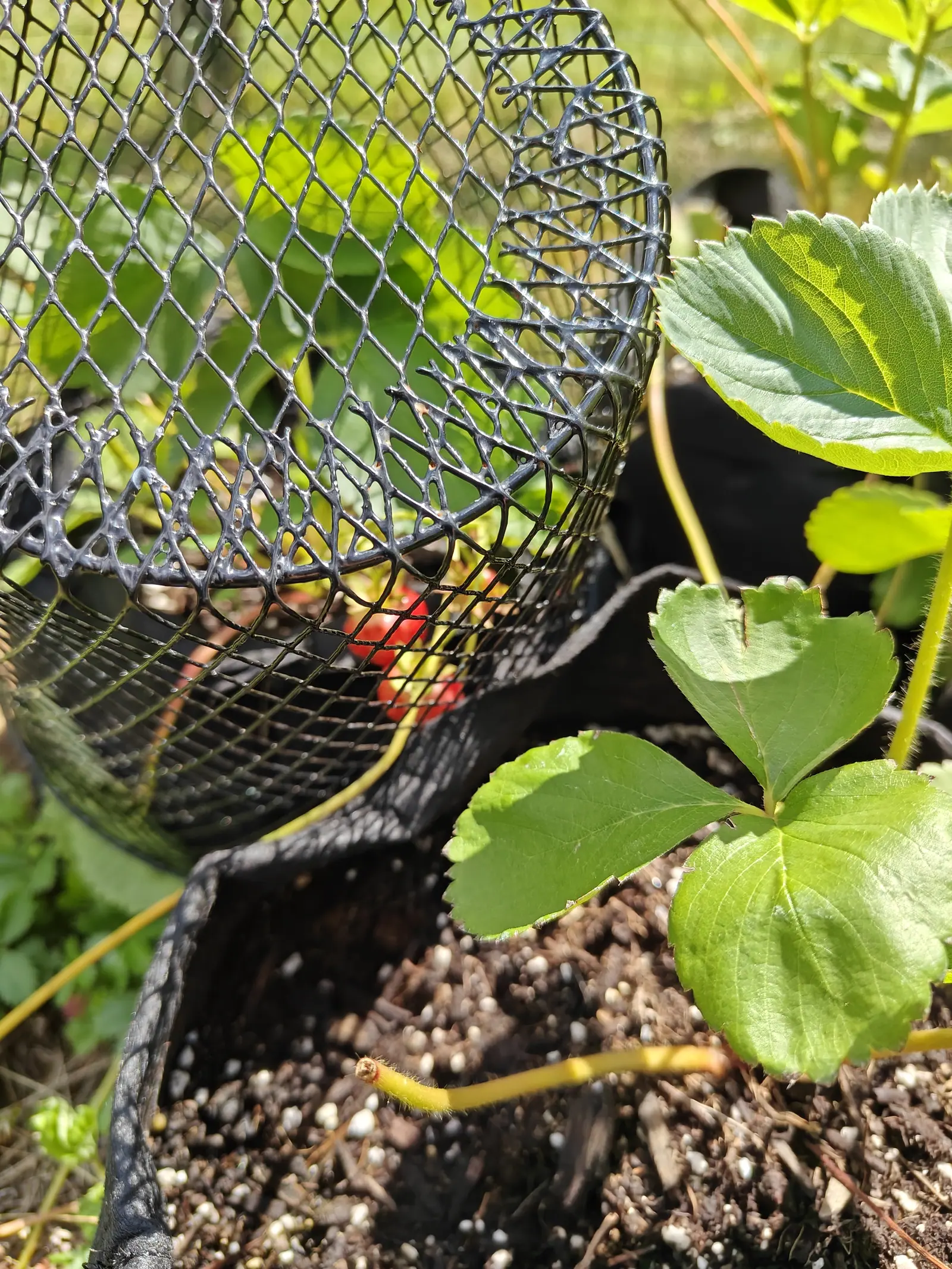 Strawberry plants in a black fabric grow bag beside a black plastic mesh cloche, a single ripe red berry showing through the mesh, a runner trailing across the perlite-flecked soil.