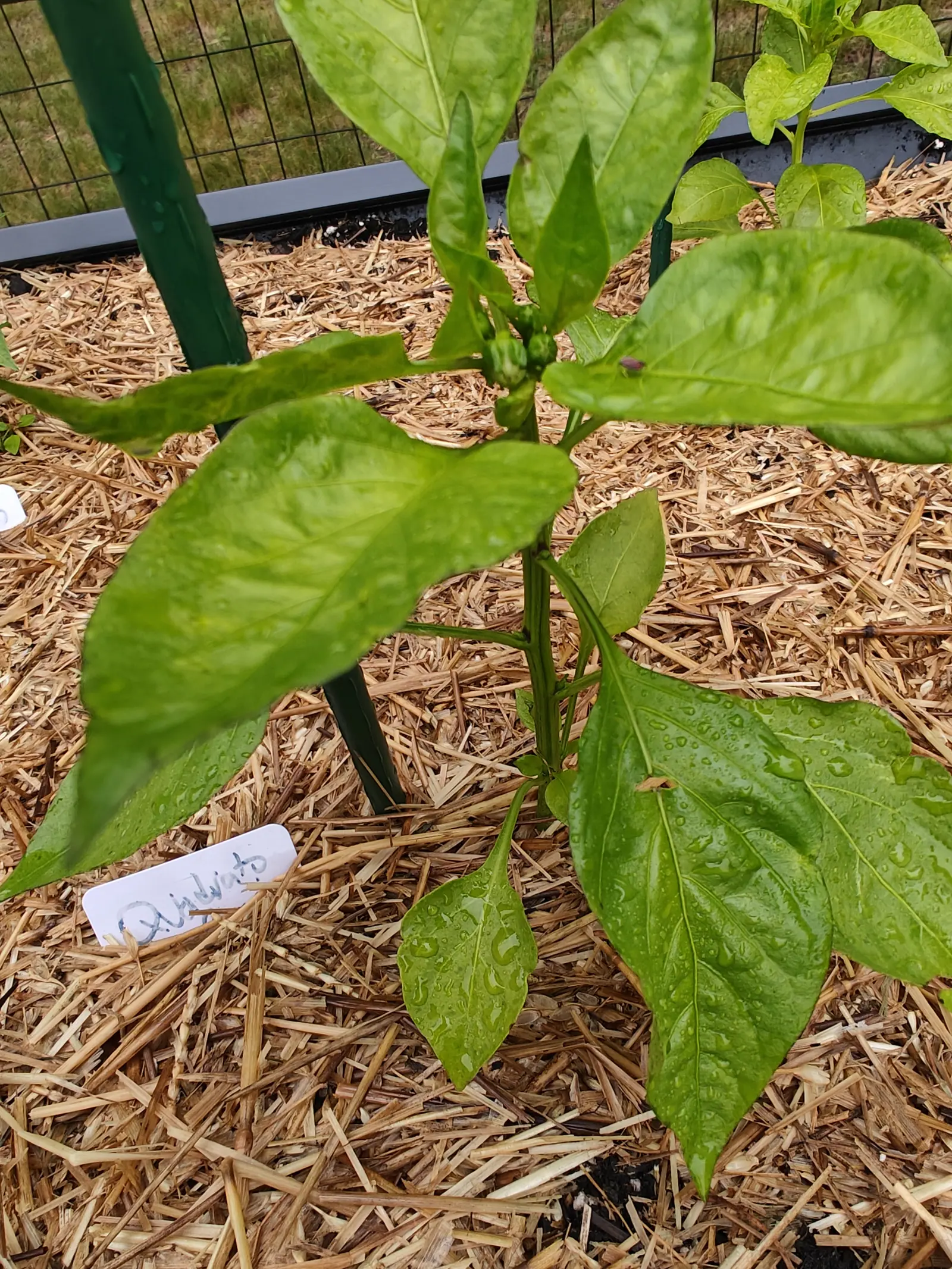 A pepper plant on straw mulch beside a green metal stake, its broad leaves beaded with water and a small white handwritten label at the left, wire fencing behind.