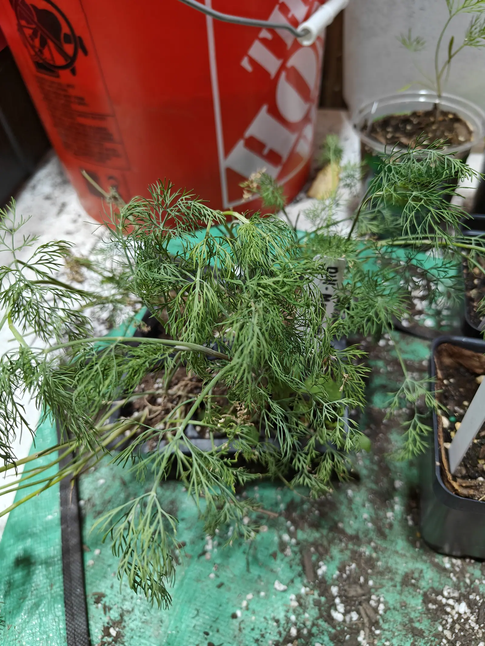 Dill seedlings sprawling out of a cell tray onto a green tarpaulin, feathery foliage in soft blue-green, an orange bucket and more trays of dill on the bench behind.