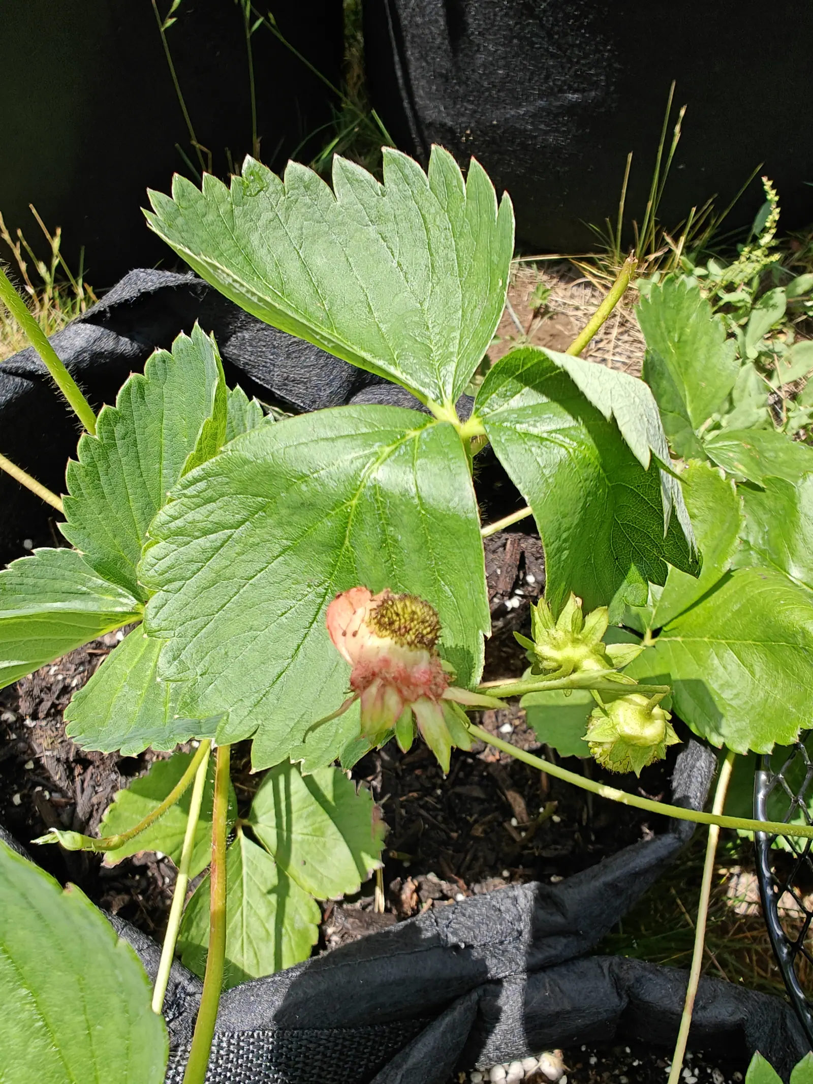 A strawberry plant in a black fabric grow bag, its serrated leaves spread around a spent pink-brown flower and two small hard green berries, dark soil and neighbouring bags behind.